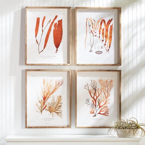 Coral Reef Study, Set Of 4