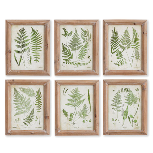 Assorted Frond Study Petite St/6