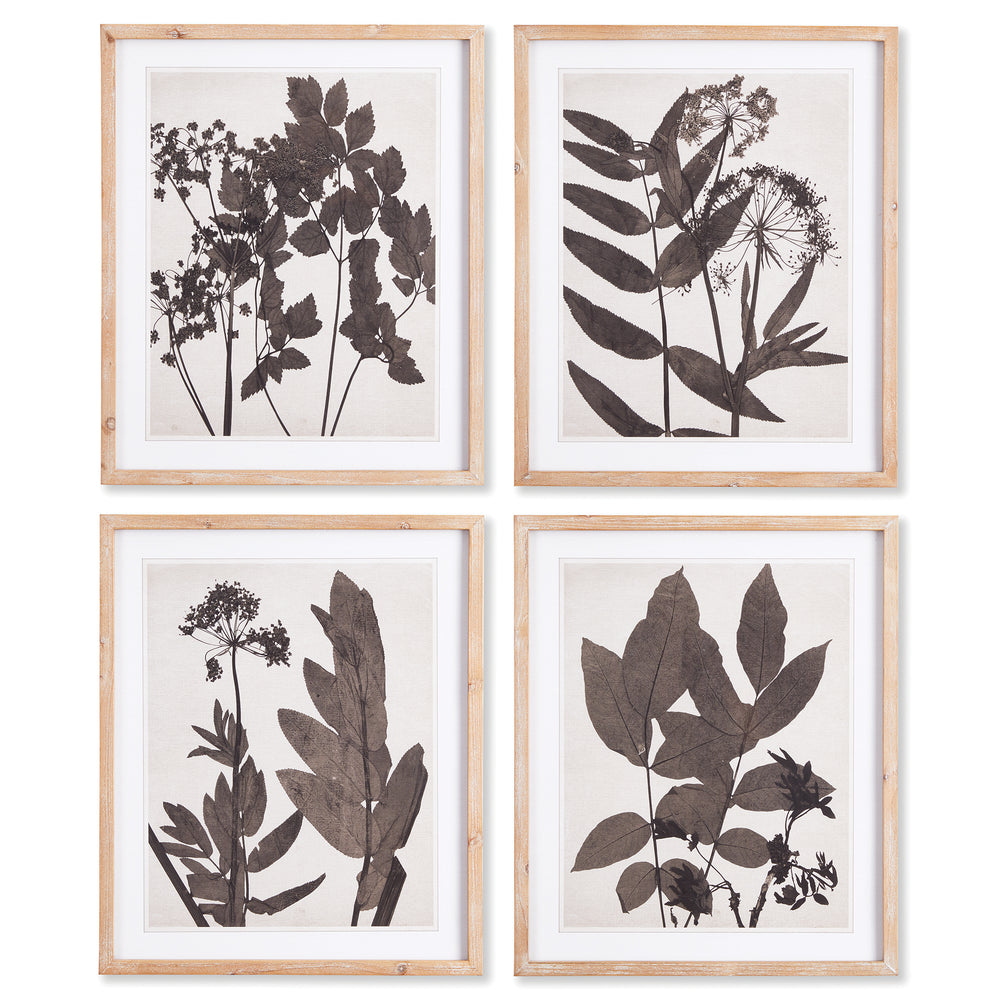 Pressed Foliage Prints St/4