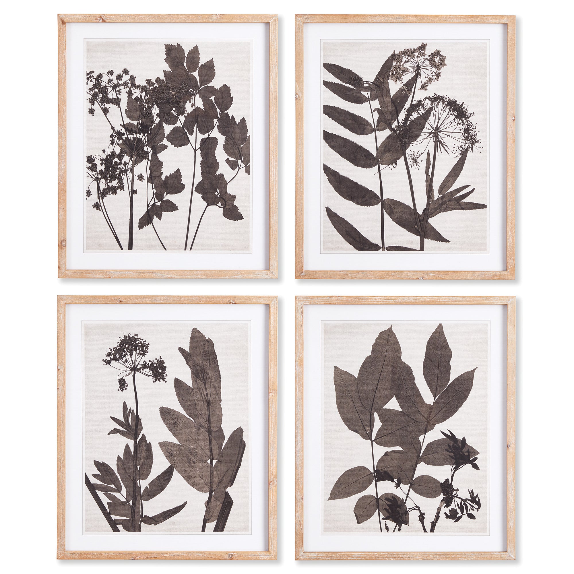 Pressed Foliage Prints St/4
