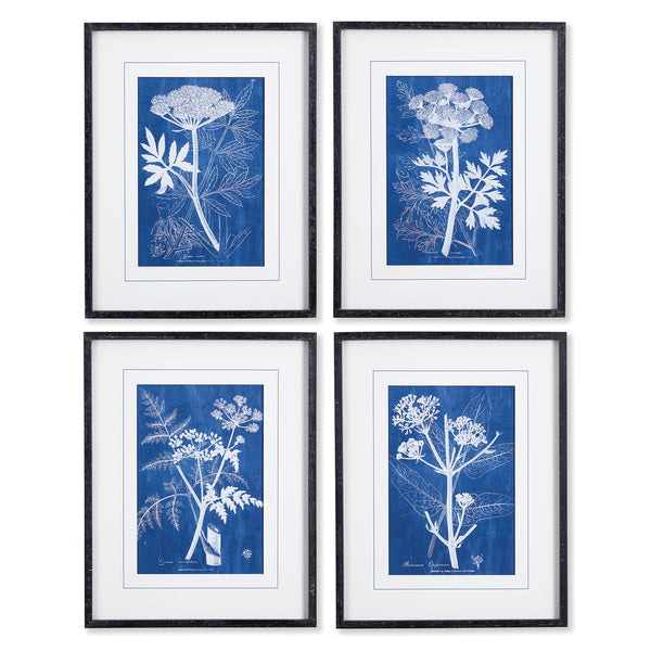 Cyanotype Queen Annes Lace Prints St/4