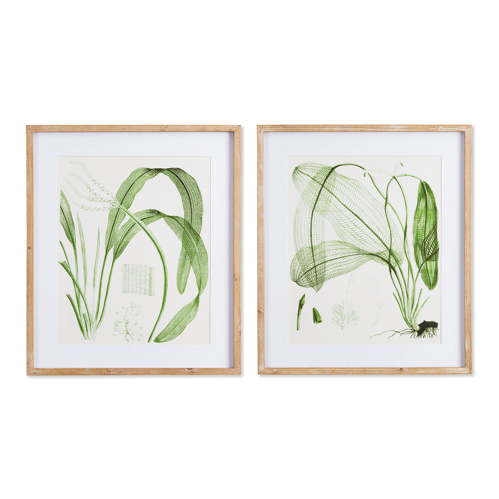 Aquatic Leaf Prints St/2