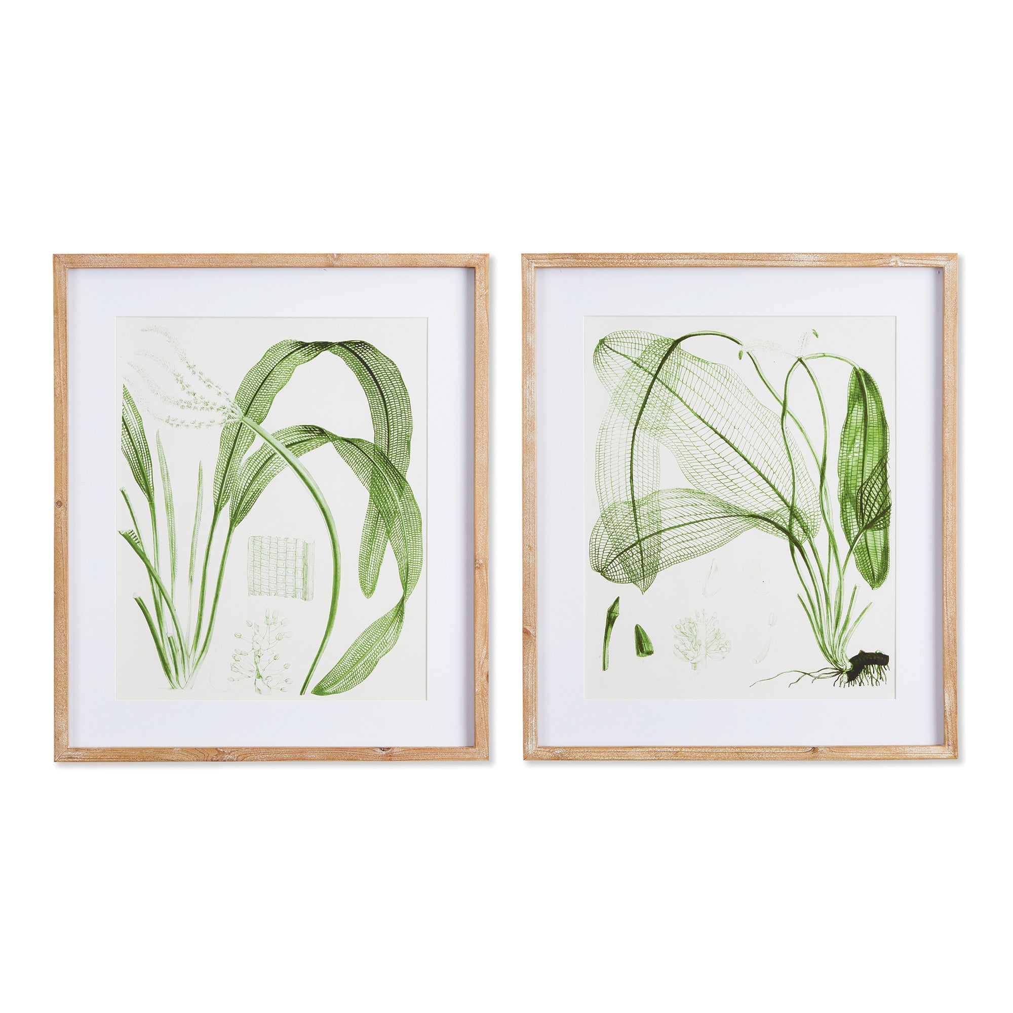 Aquatic Leaf Prints St/2