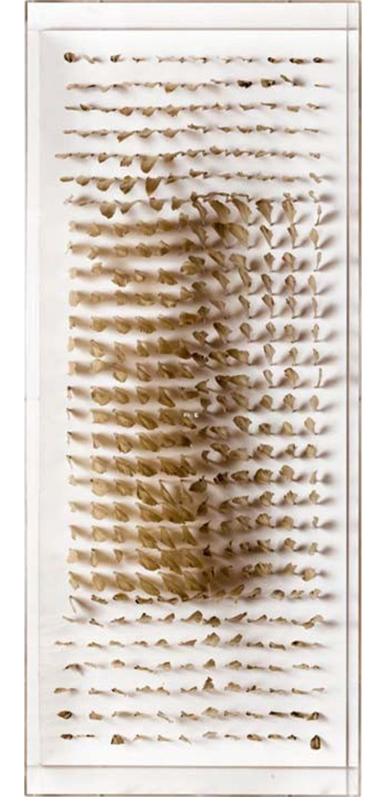 Natural Curiosities Vertical Golden Feathers Framed Artwork