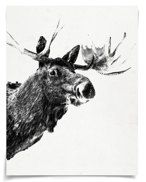 Natural Curiosities Tylinek Moose Art