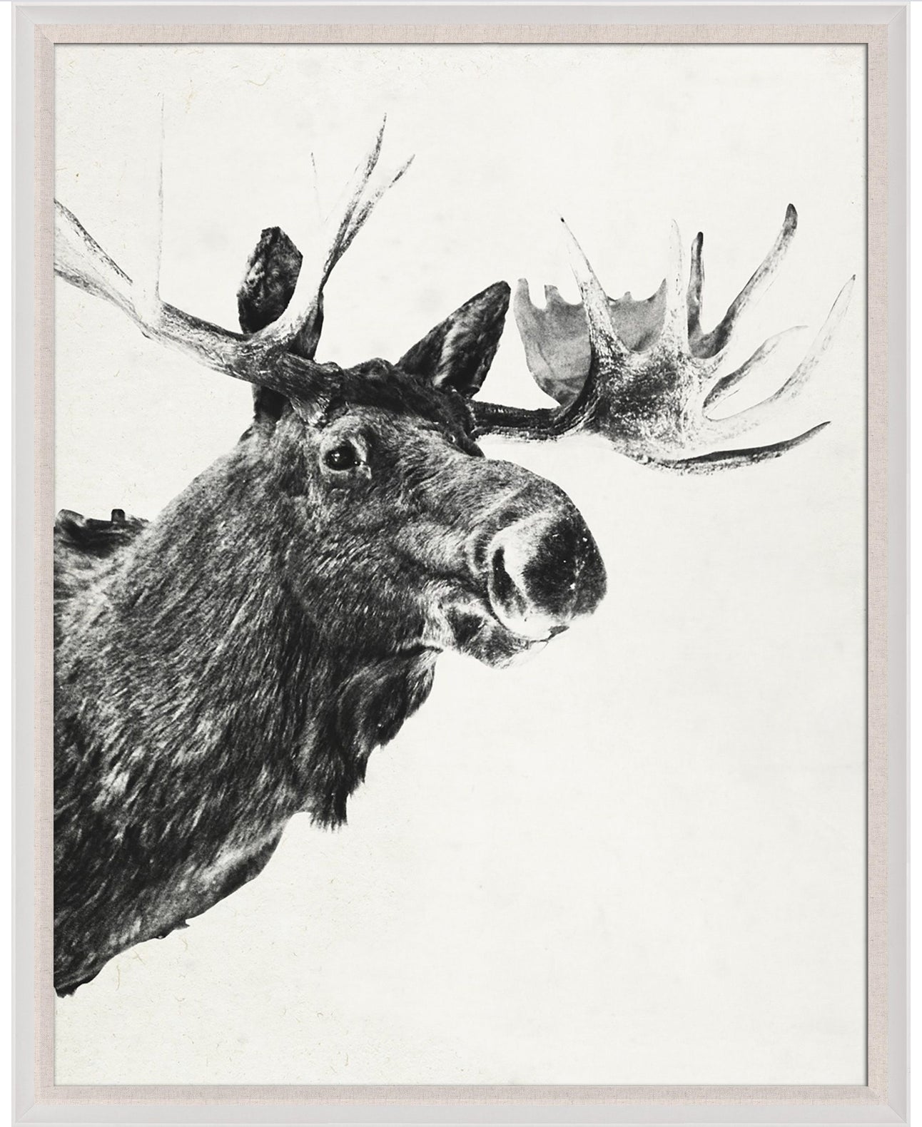 Natural Curiosities Tylinek Moose Art