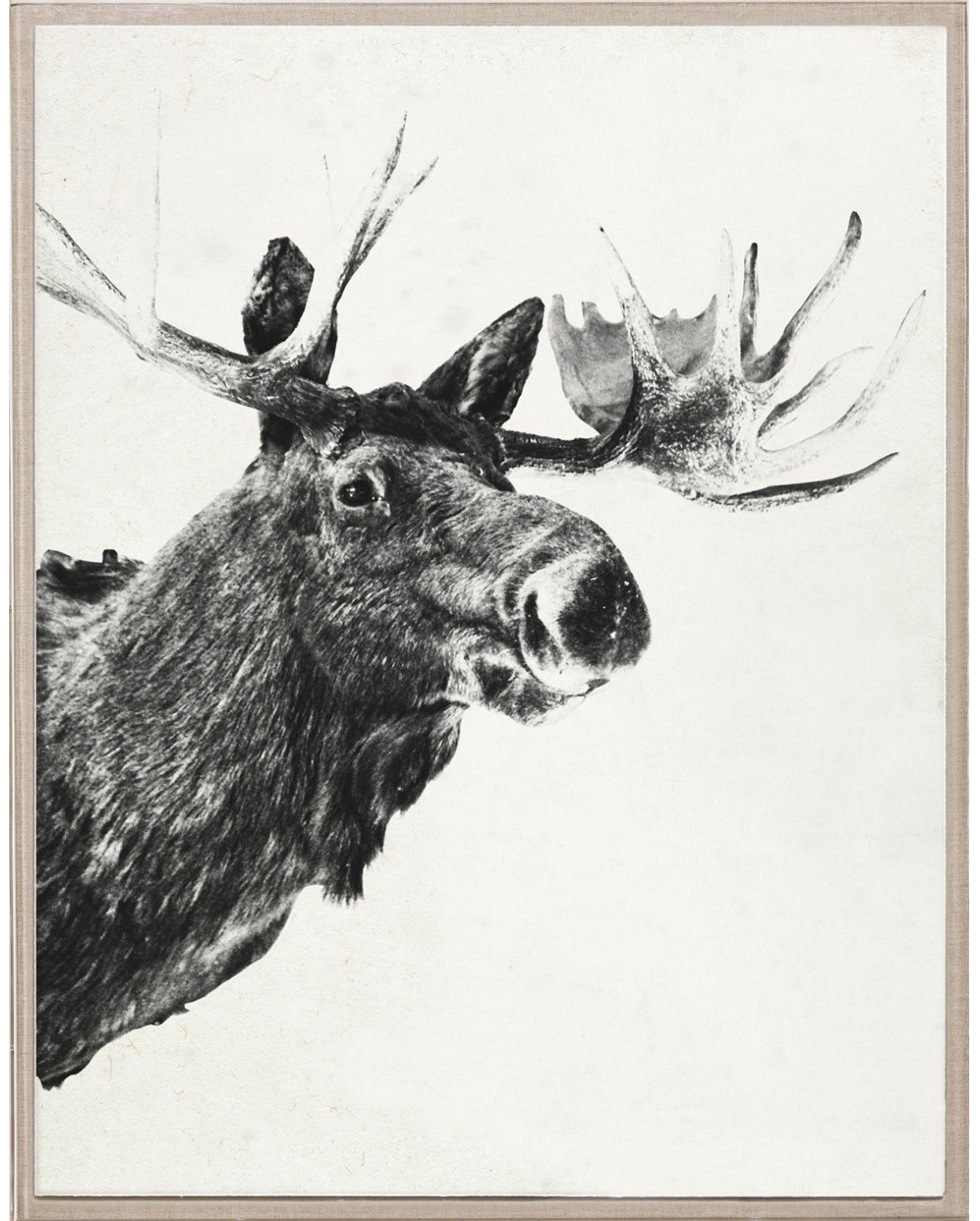 Natural Curiosities Tylinek Moose Art