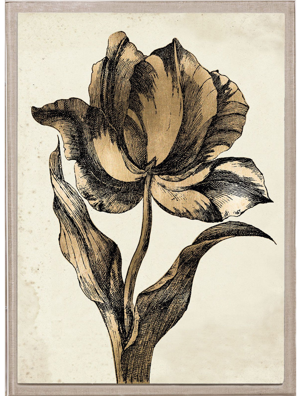 Sieger Tulips 2 Art by Natural Curiosities