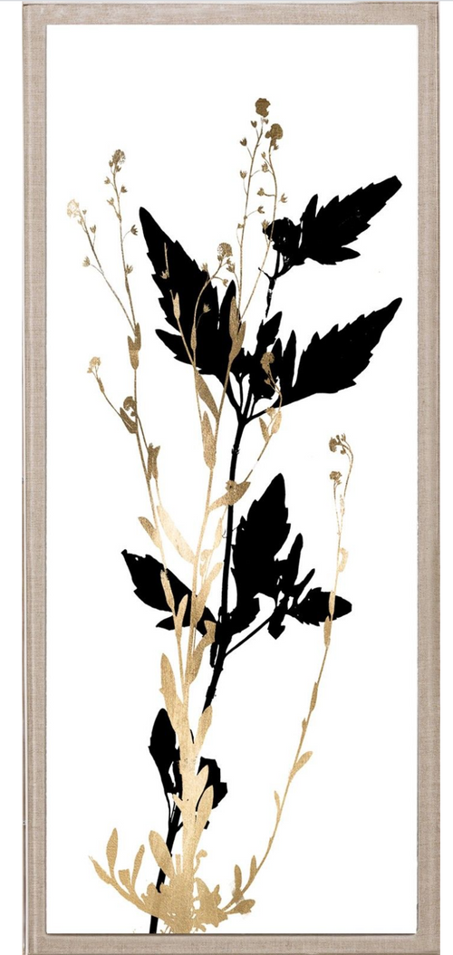 Natural Curiosities Black and White Herbarium Art