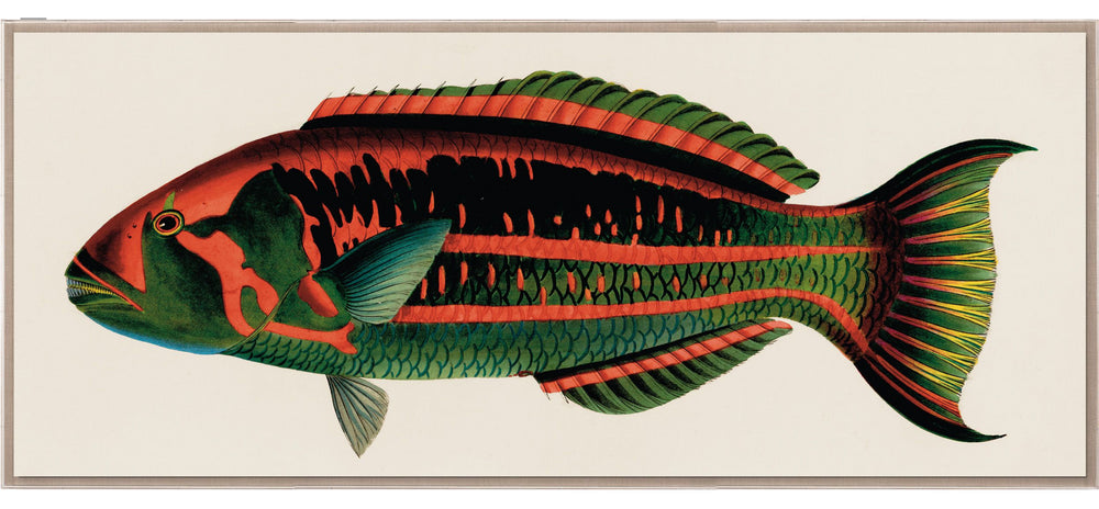 Natural Curiosities Bennet Fish 2, Art