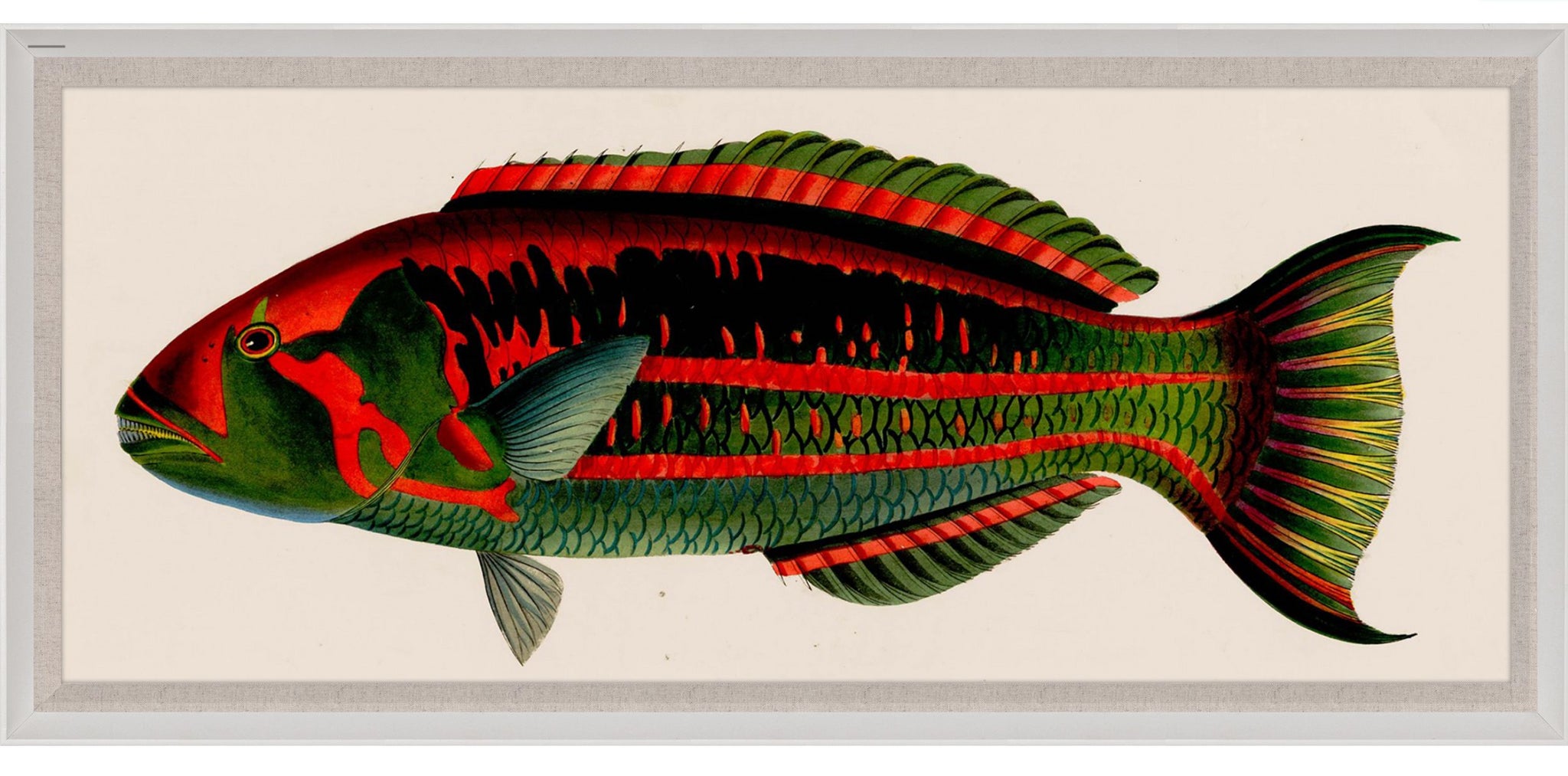 Natural Curiosities Bennet Fish 2, Art