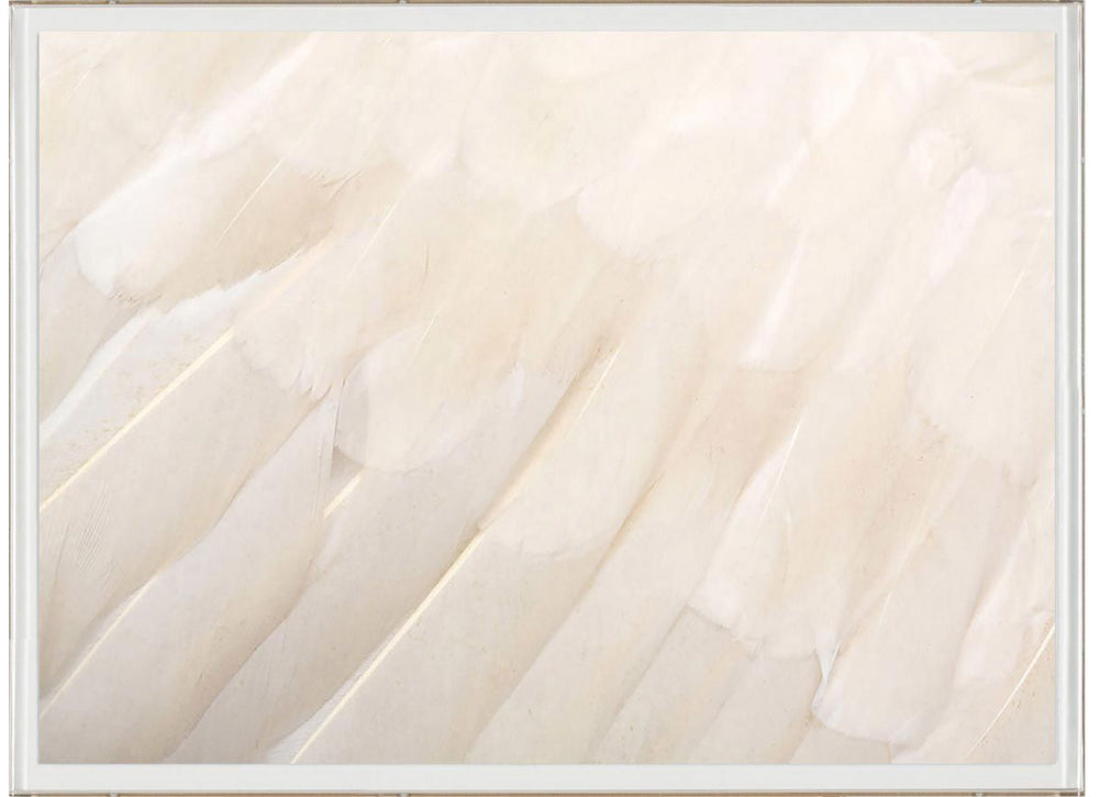 Animal 13 White Feather Artwork by Natural Curiosities