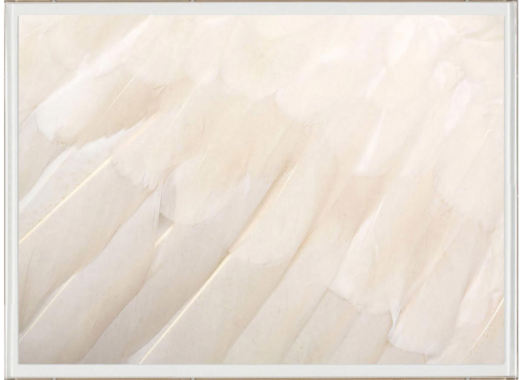 Animal 13 White Feather Artwork by Natural Curiosities