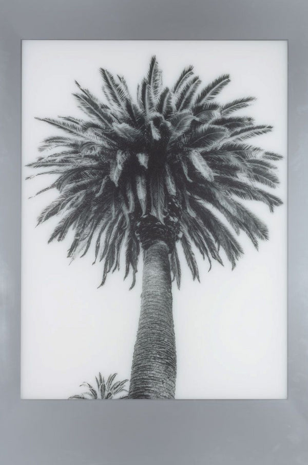 Aviation Frames Palm Art 1, by Natural Curiosities