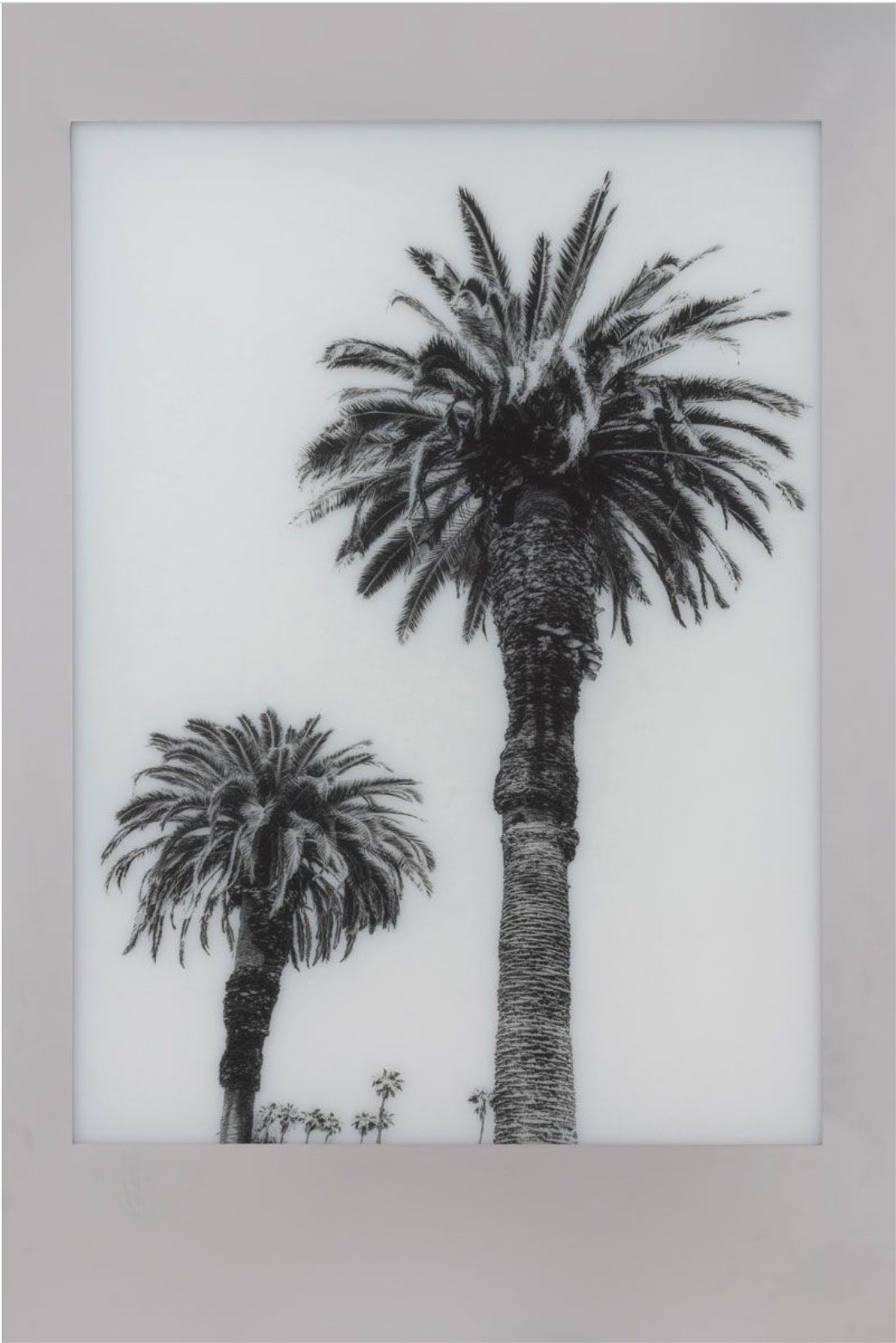 Aviation Frames Palm Art 2, by Natural Curiosities