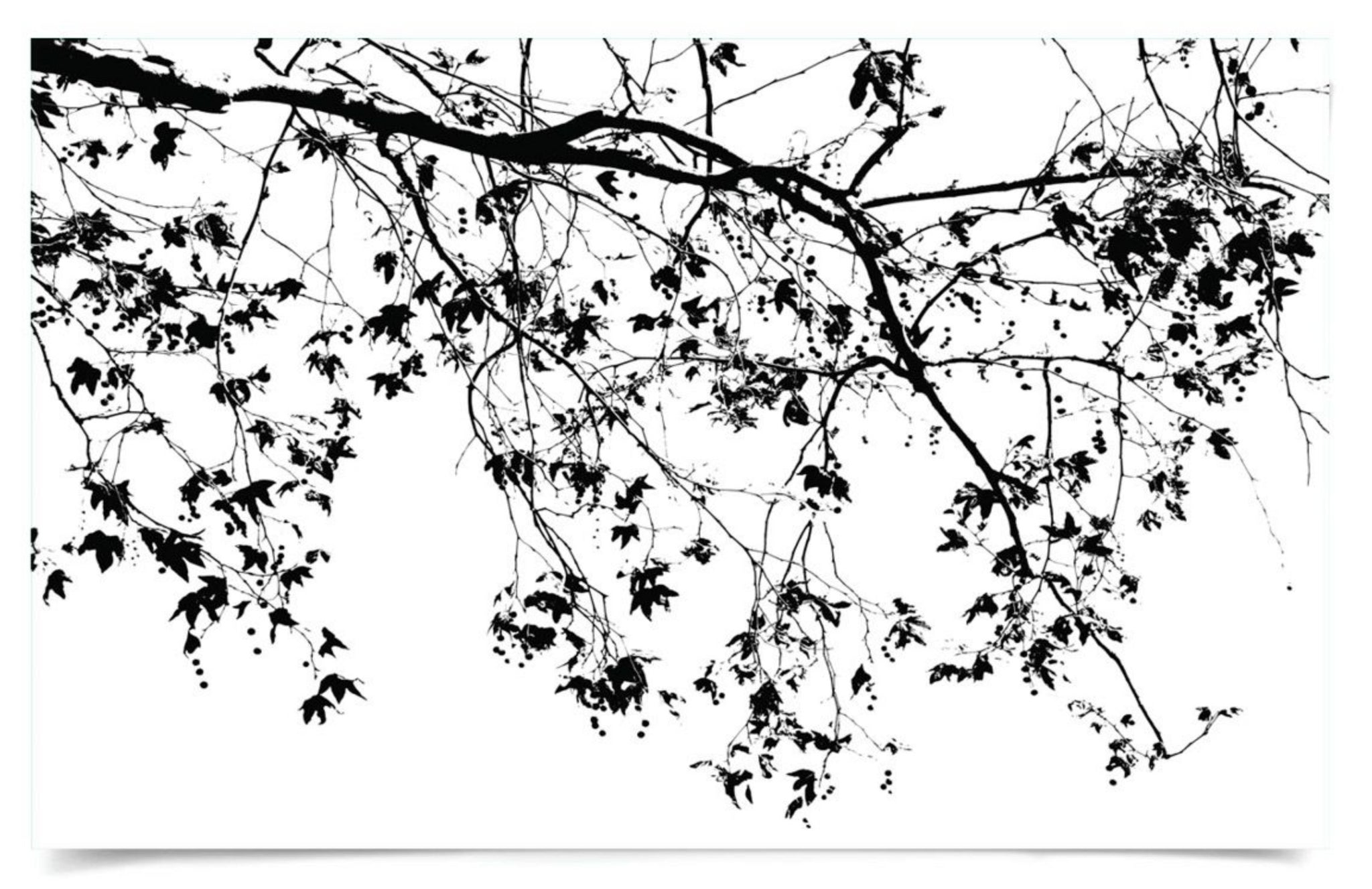 Natural Curiosities Elysian Tree Study Photograph