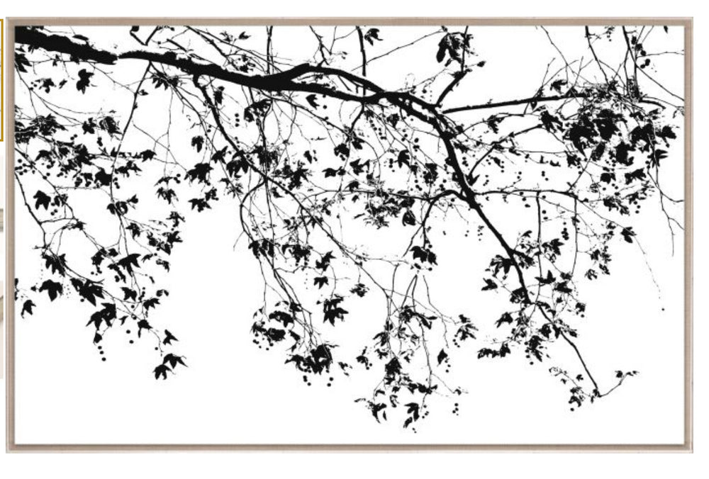 Natural Curiosities Elysian Tree Study Photograph