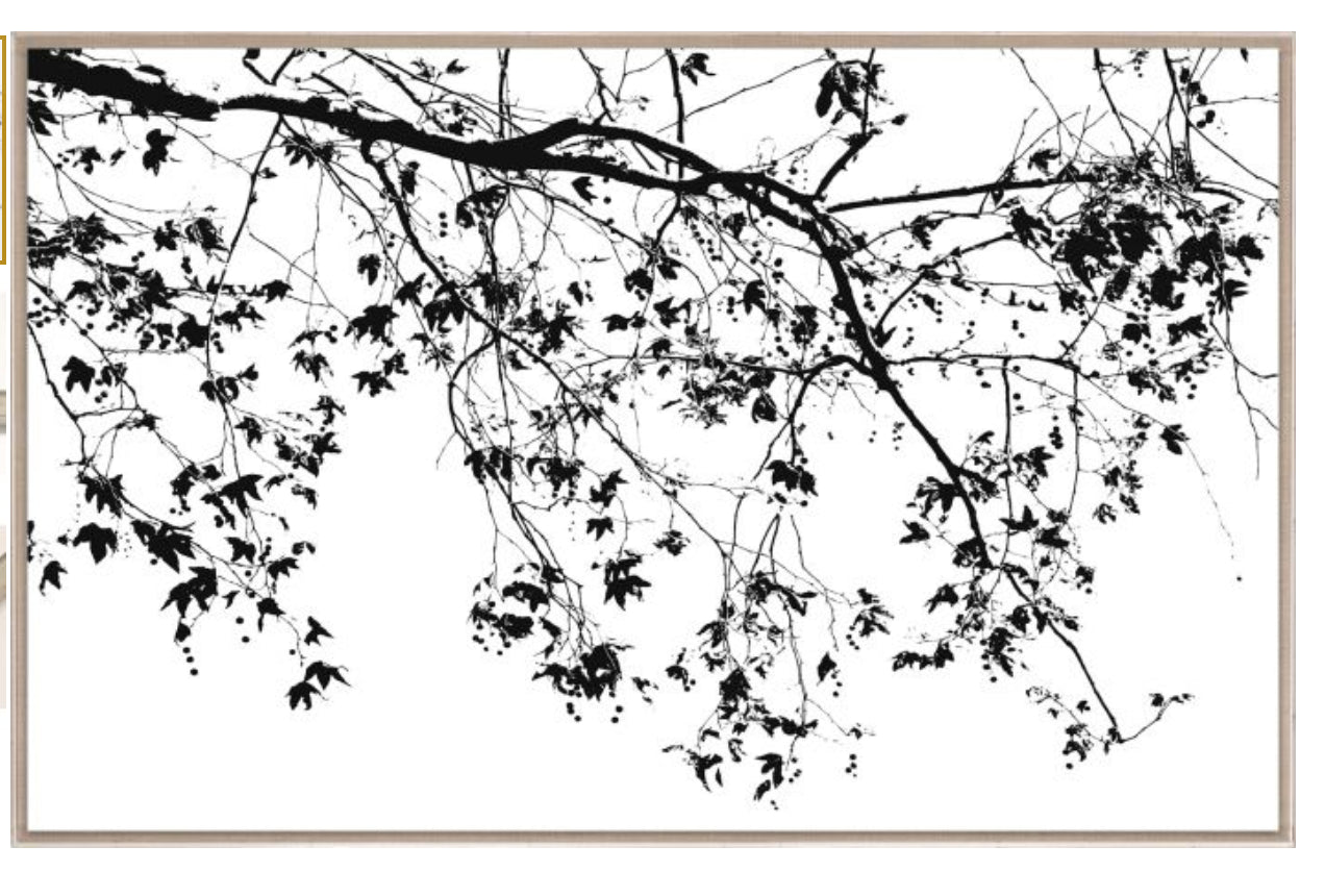 Natural Curiosities Elysian Tree Study Photograph