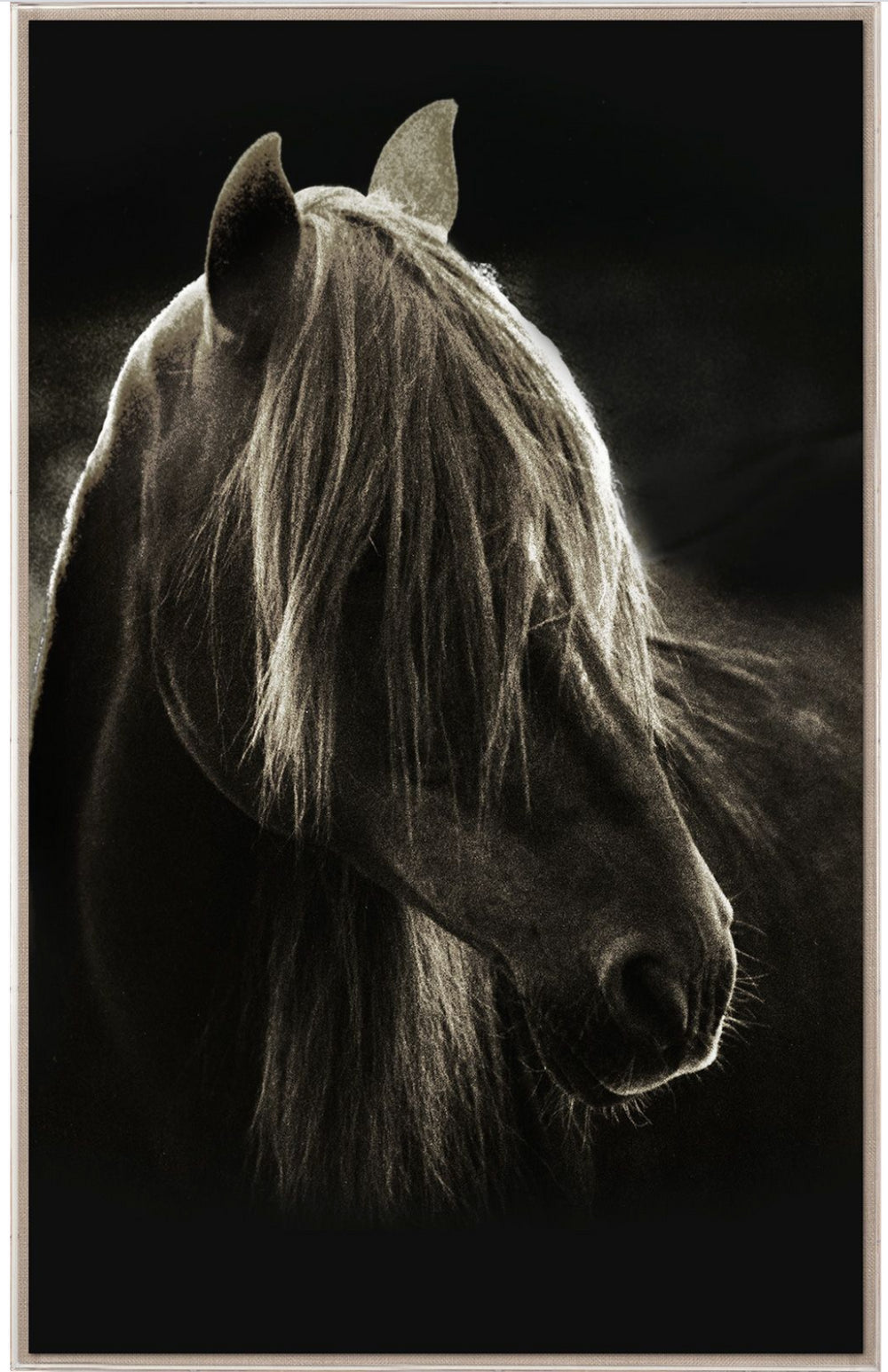 Natural Curiosities Caballus Horse 1 Art