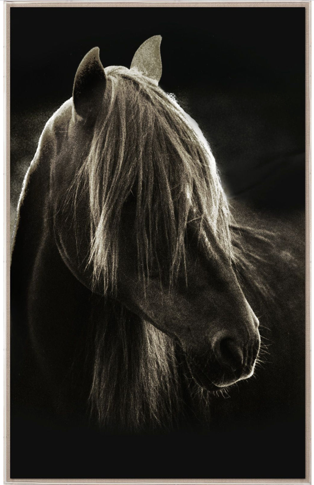 Natural Curiosities Caballus Horse 1 Art