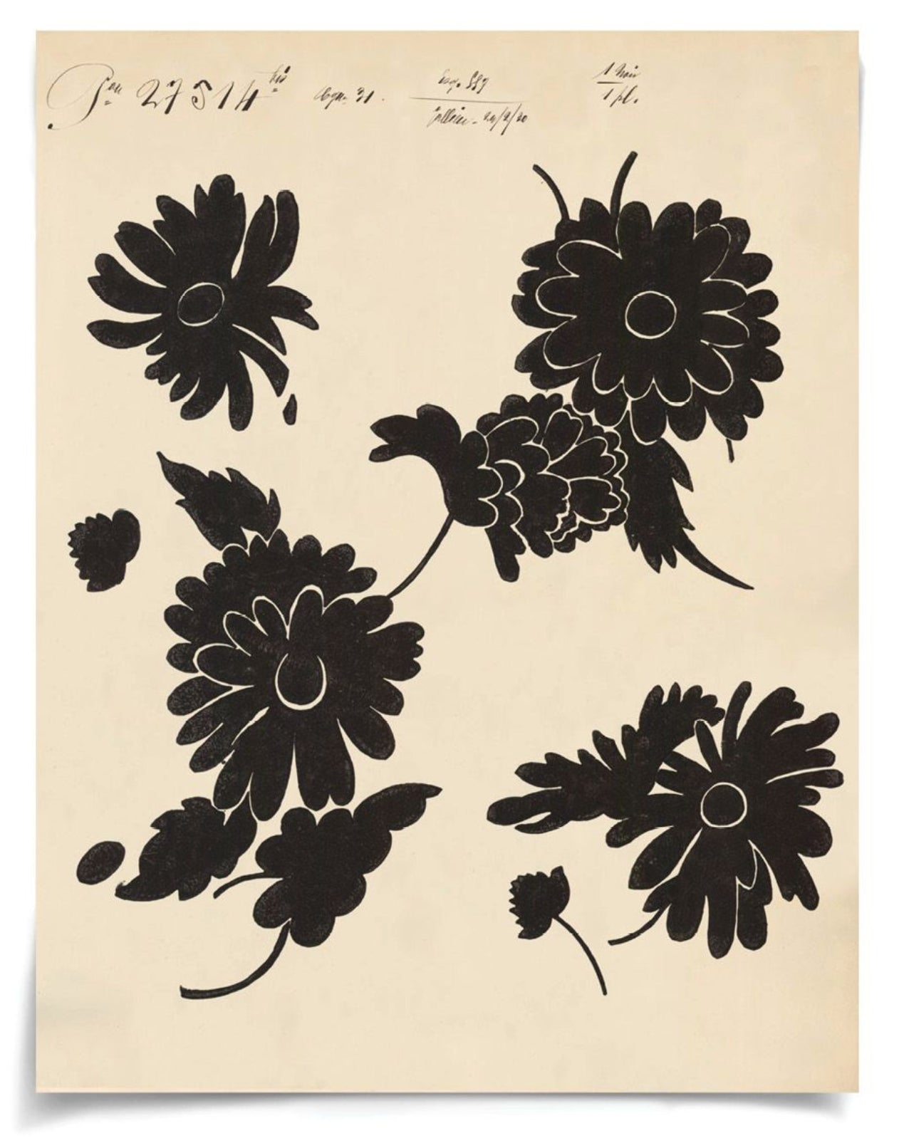 Natural Curiosities Pignier Toulouse 1 Art, Giclee