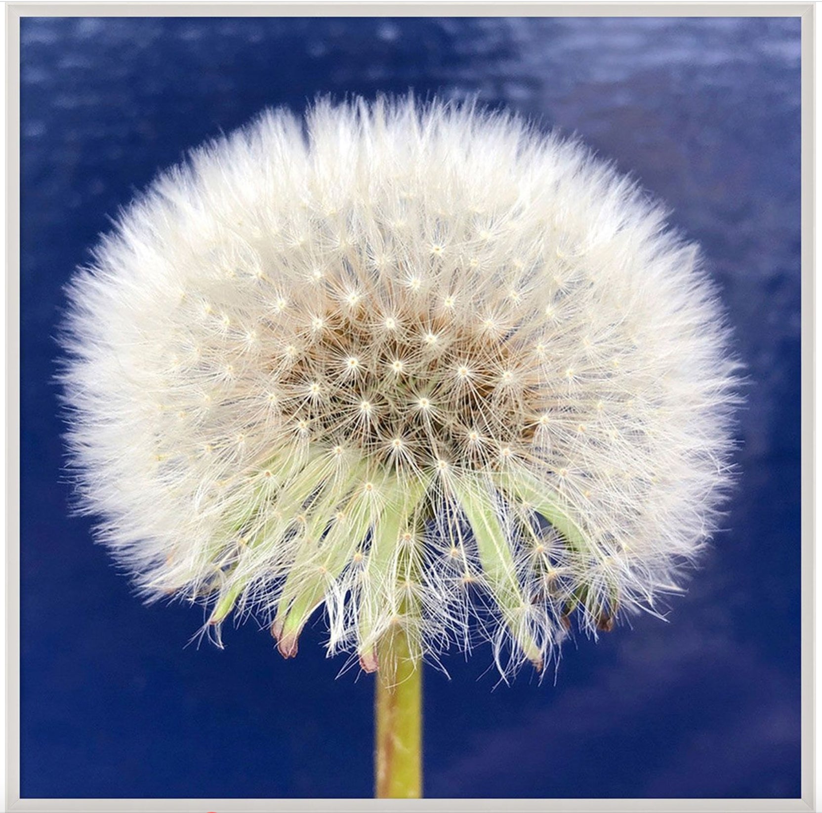 Natural Curiosities Flower Collection No.1 Art