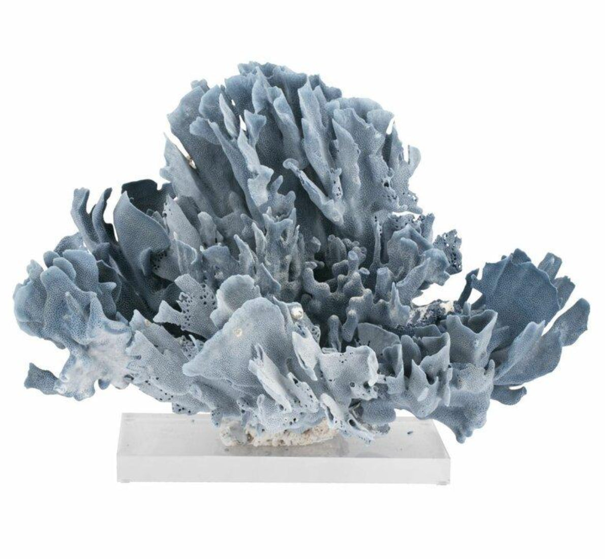 Coral on Acrylic Base by Legend of Asia