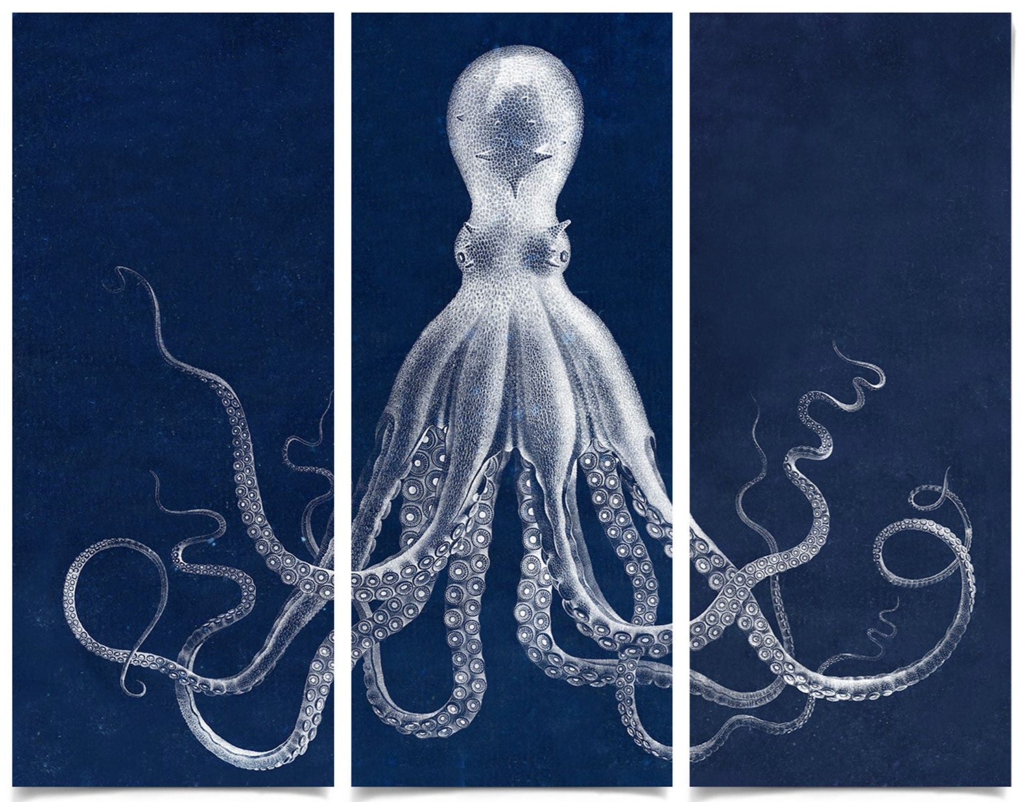 Natural Curiosities Lord Bodner Triptych in Blue, Framed