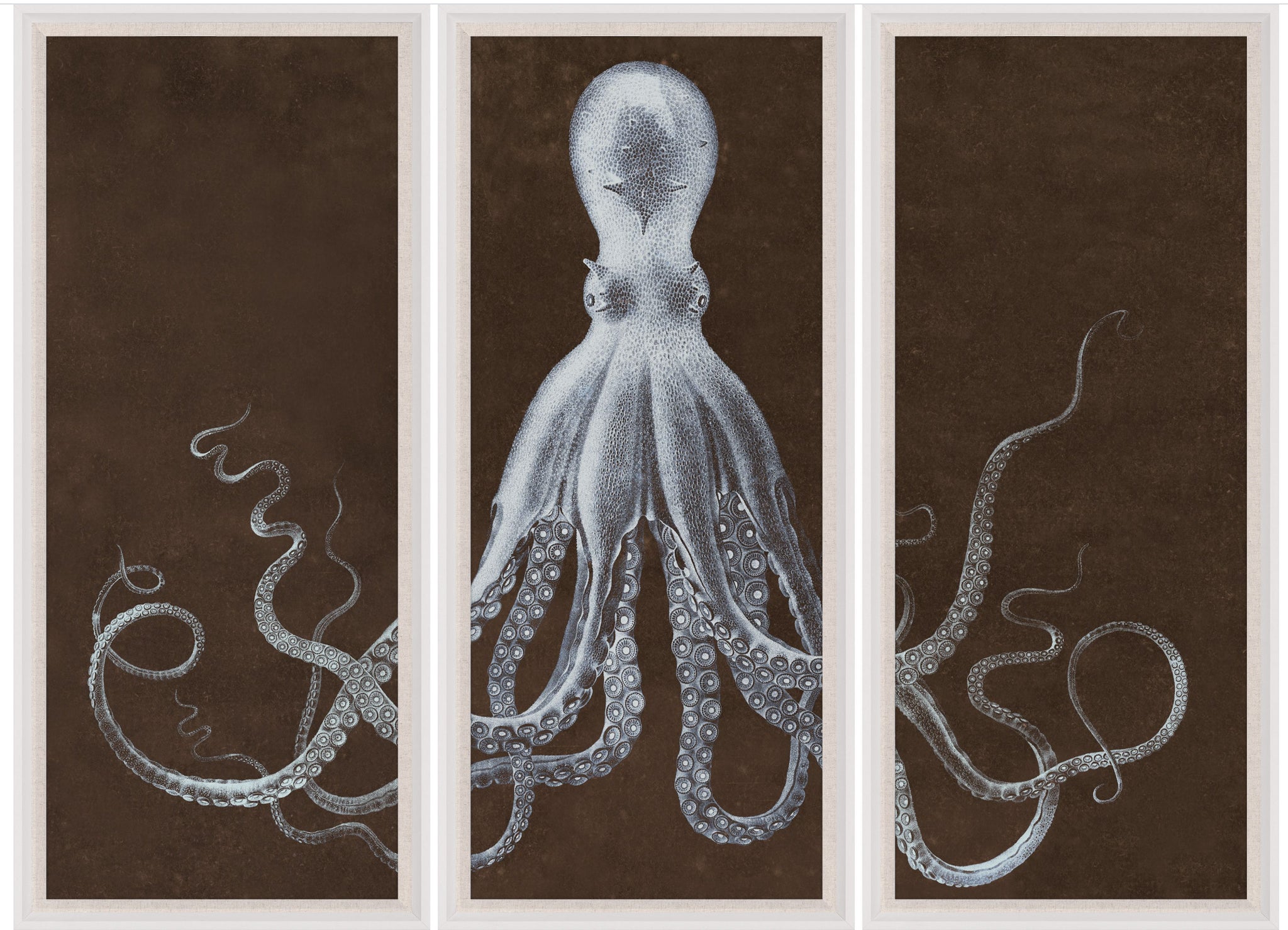 Natural Curiosities Lord Bodner Triptych in Brown