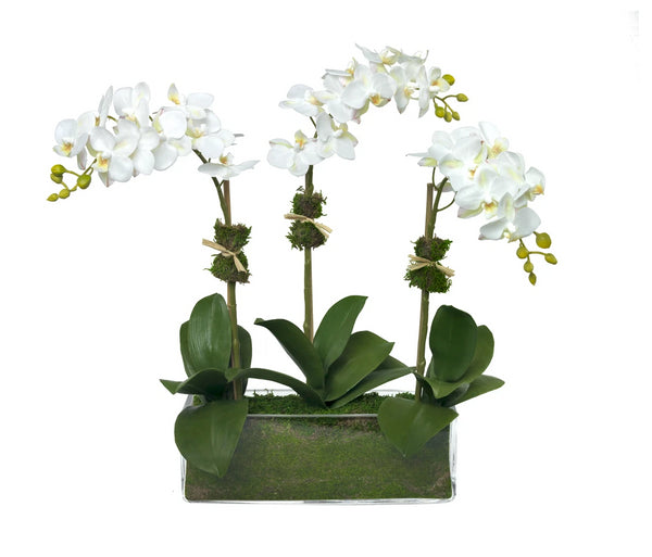 Diane James Phalaenopsis Orchids In Glass, Three Stems