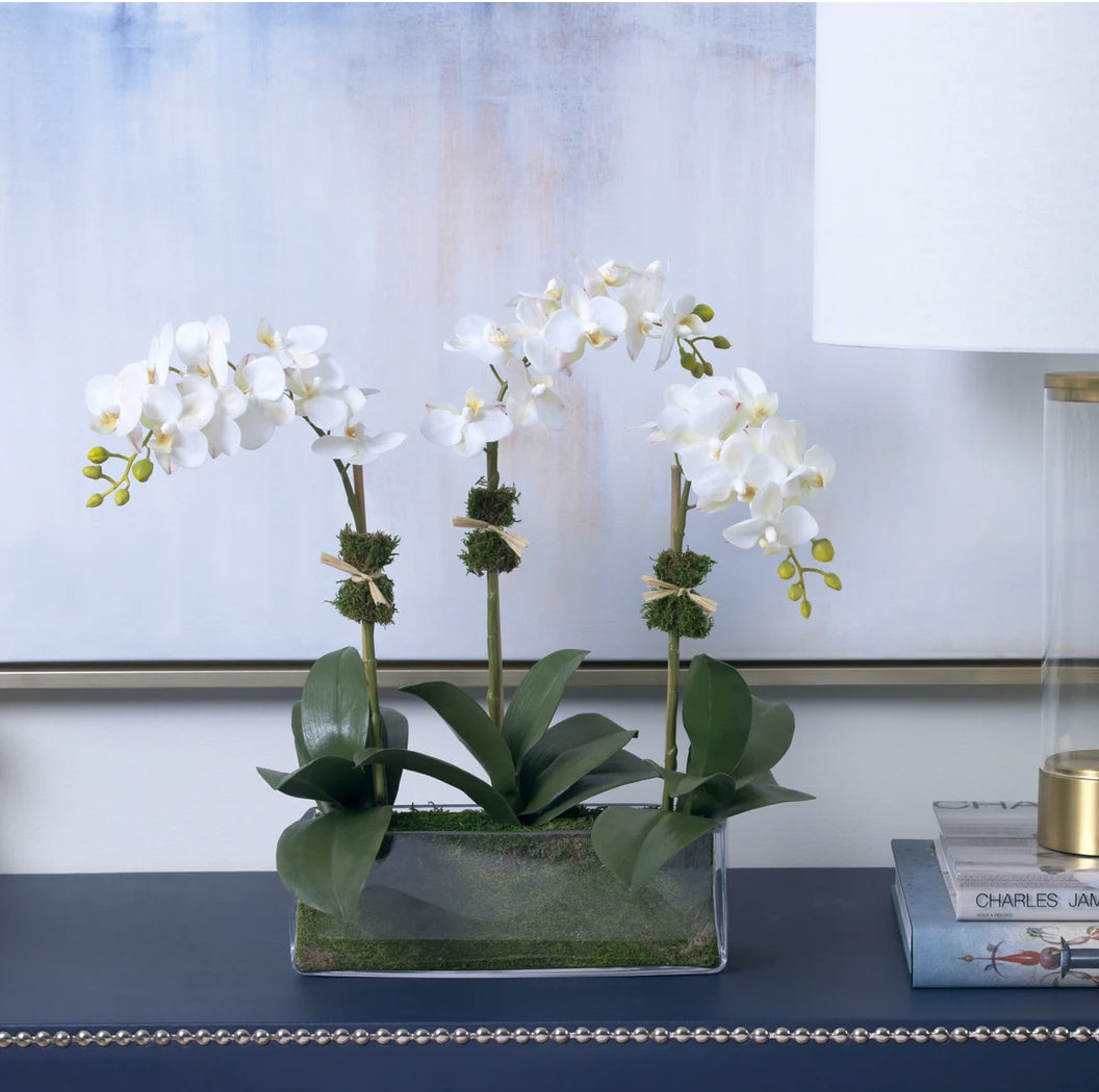 Diane James Phalaenopsis Orchids In Glass, Three Stems
