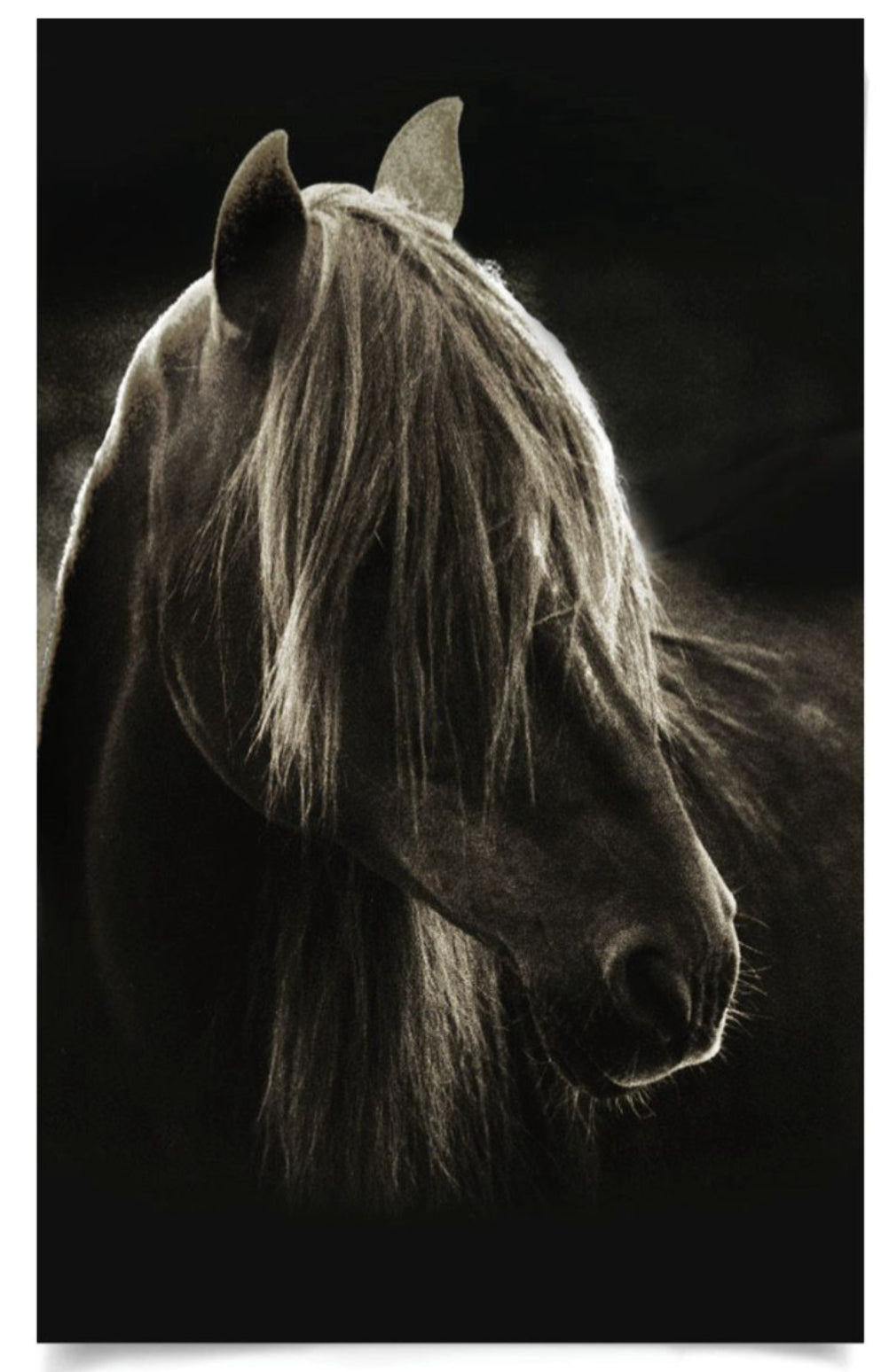Natural Curiosities Caballus Horse 1 Art