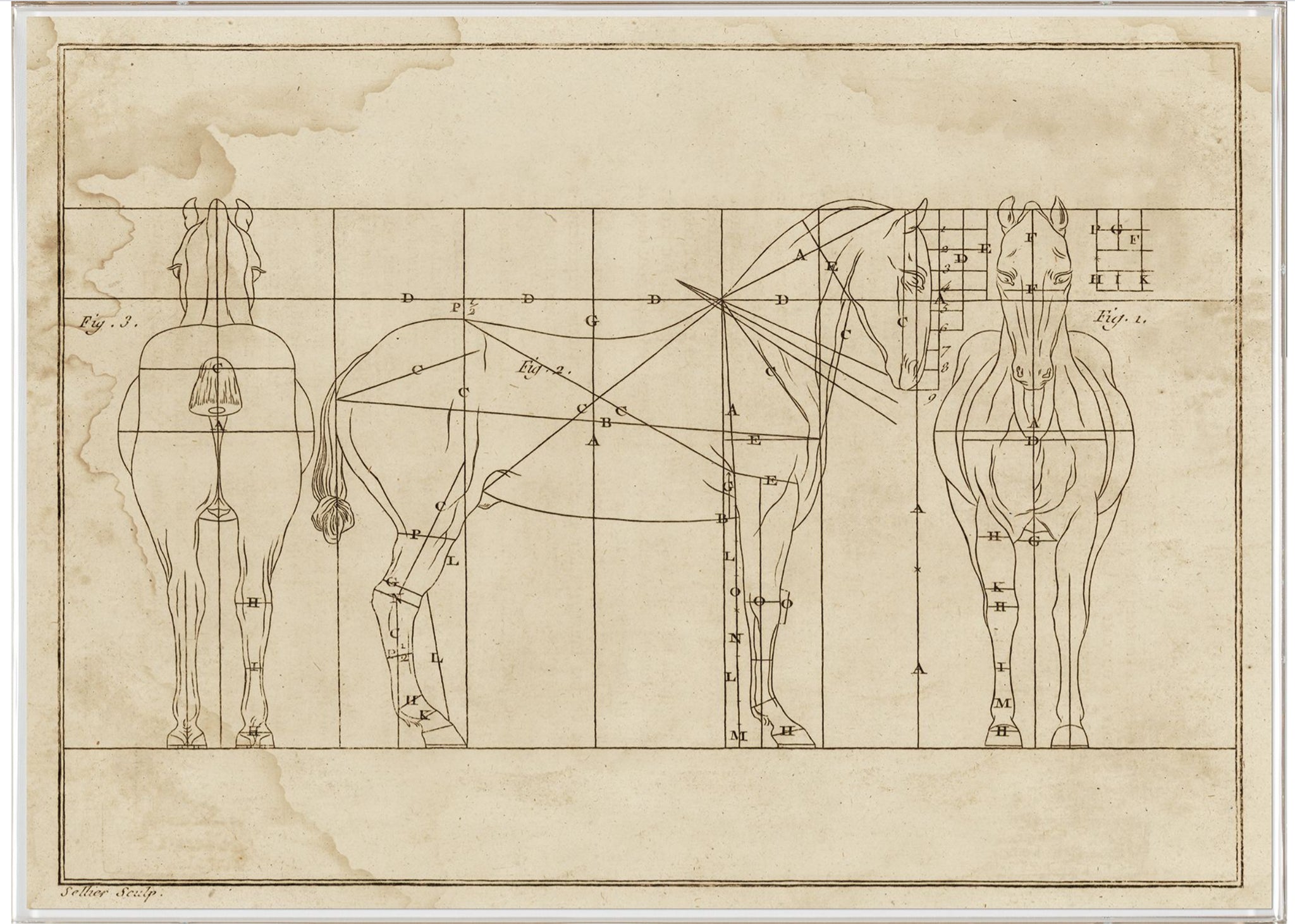 Natural Curiosities Helford Horse Sketch