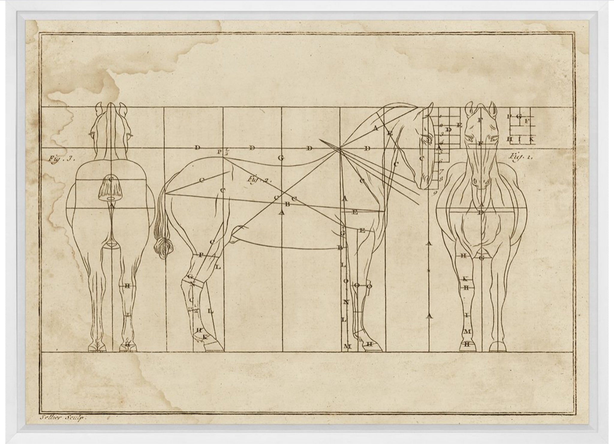 Natural Curiosities Helford Horse Sketch