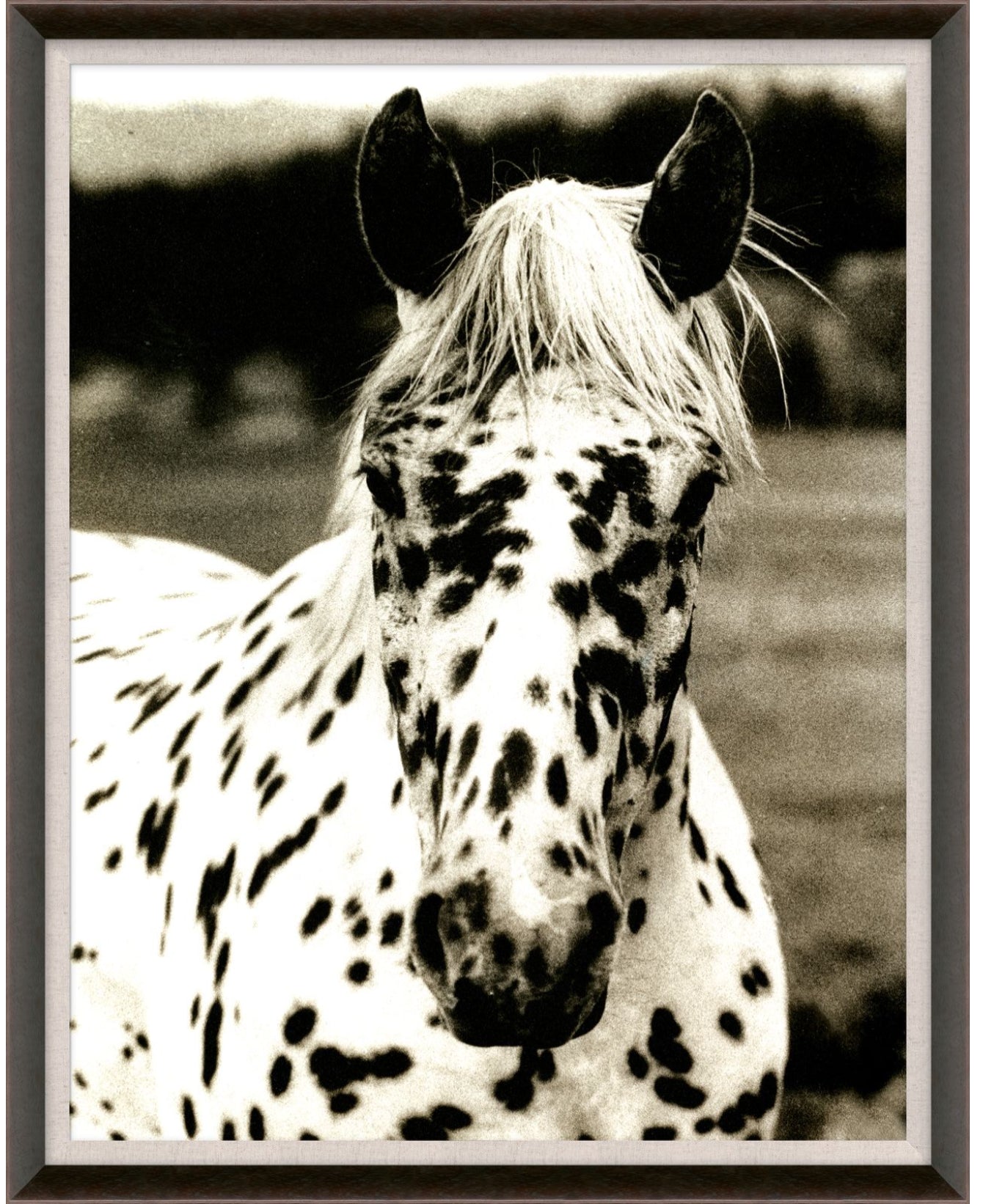 Natural Curiosities Hyden Horse Spotted