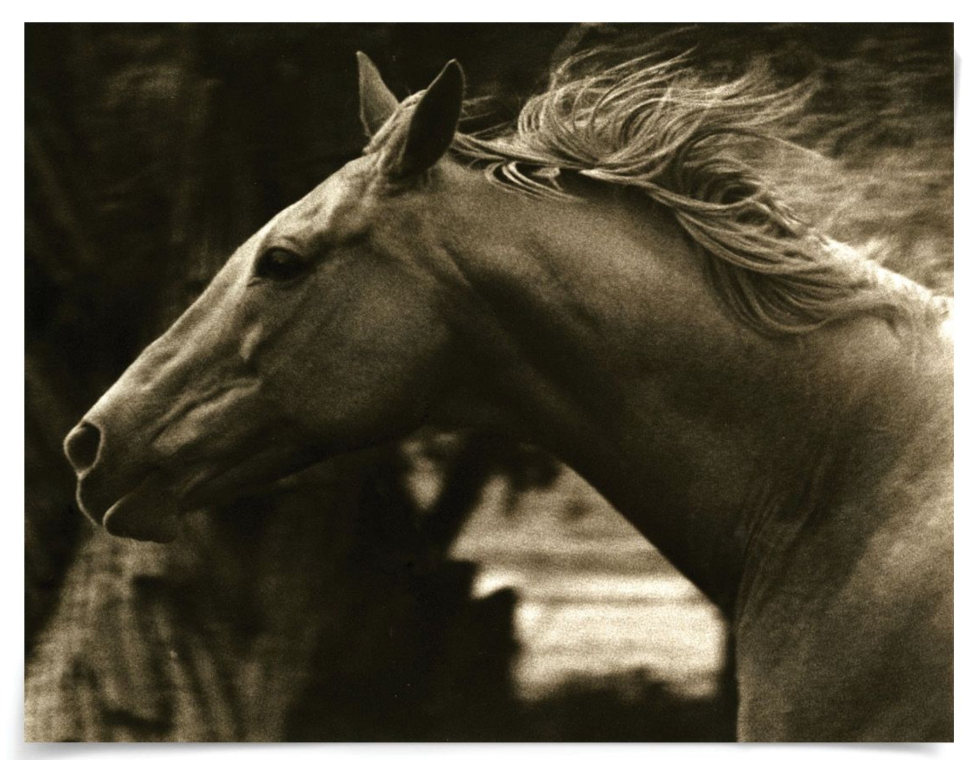 Natural Curiosities Hyden Horses Running