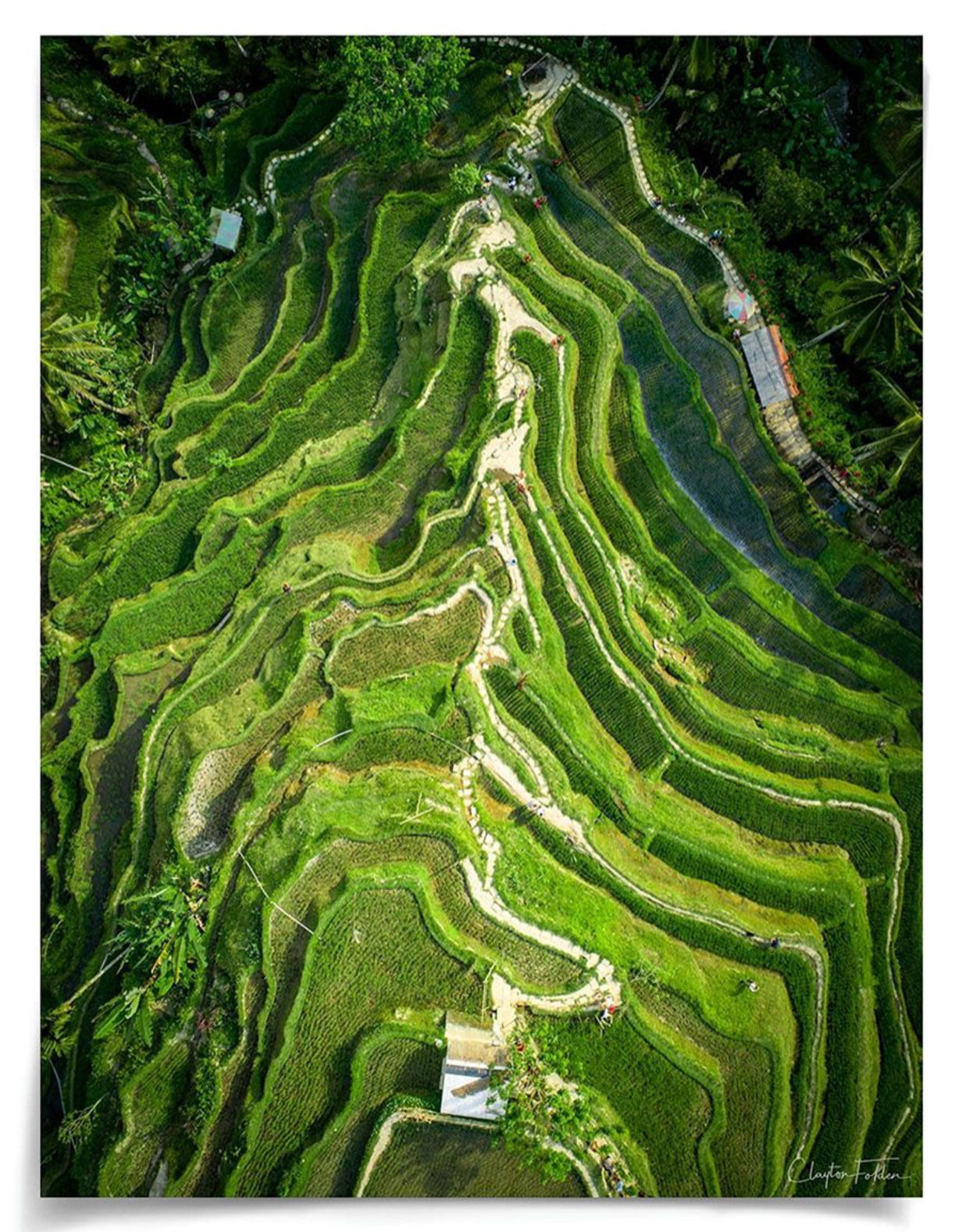 Natural Curiosities Folden 'Stepped' Art