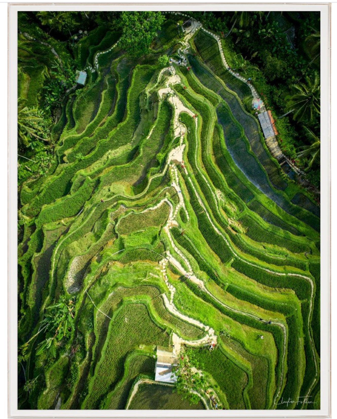 Natural Curiosities Folden 'Stepped' Art