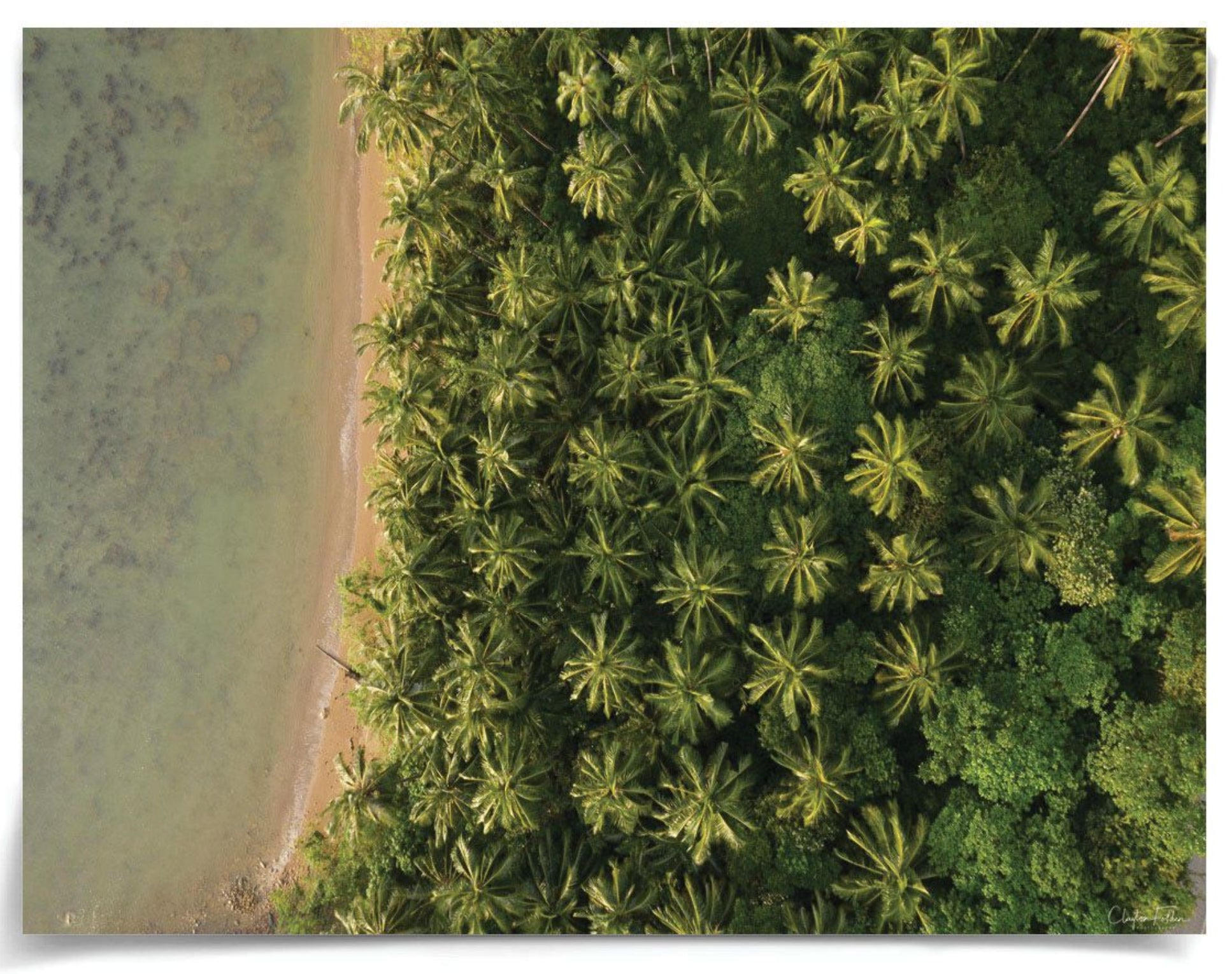 Natural Curiosities Folden Series 2, Trees