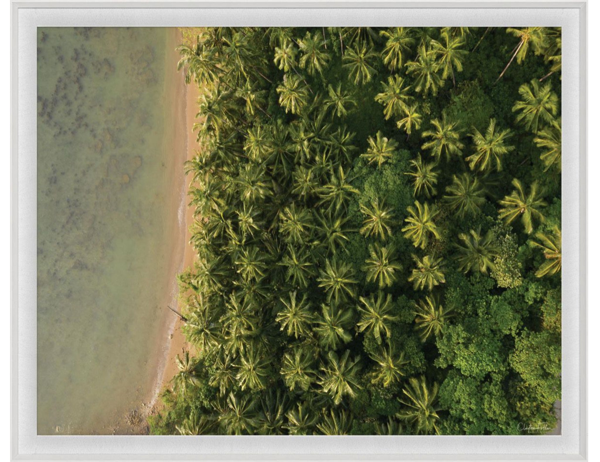 Natural Curiosities Folden Series 2, Trees