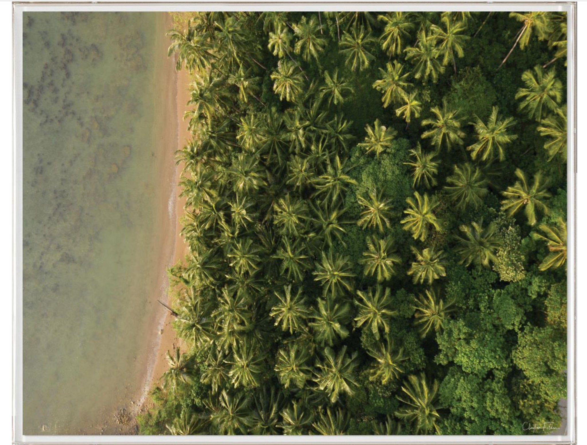 Natural Curiosities Folden Series 2, Trees