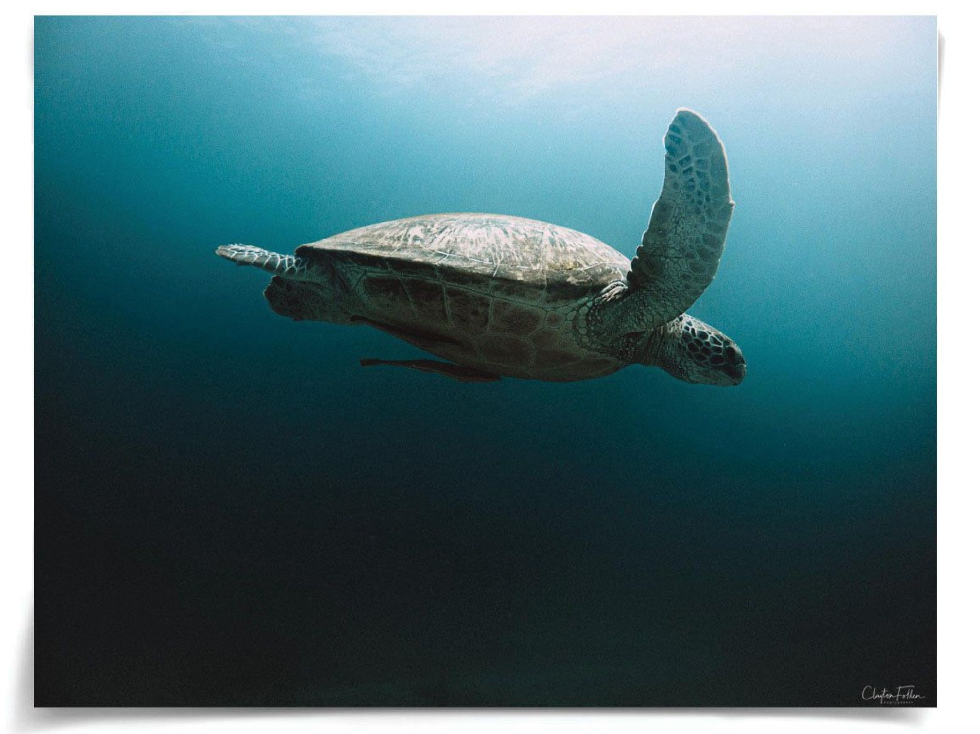 Natural Curiosities Folden Series 2, Ocean No. 1 Art