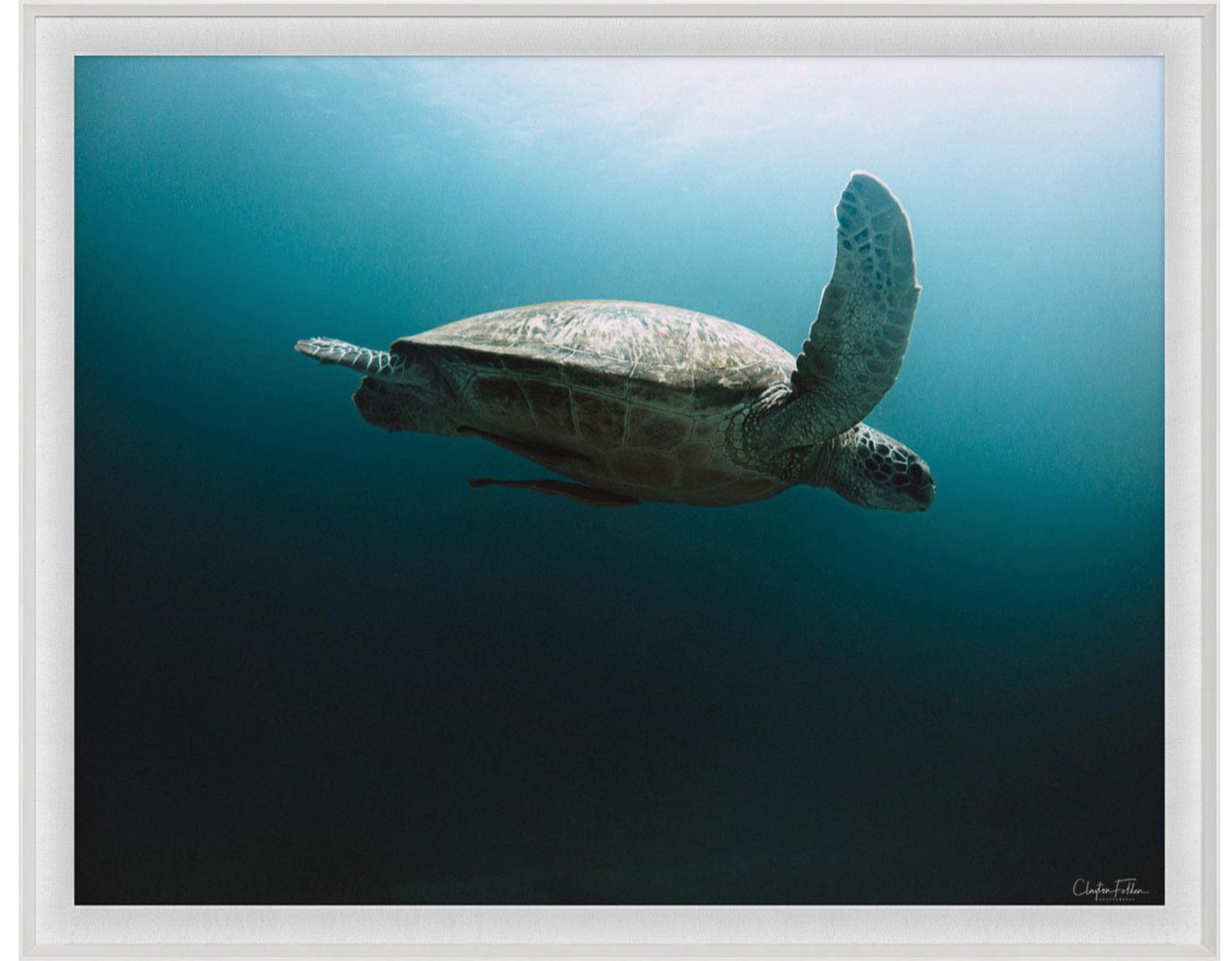 Natural Curiosities Folden Series 2, Ocean No. 1 Art