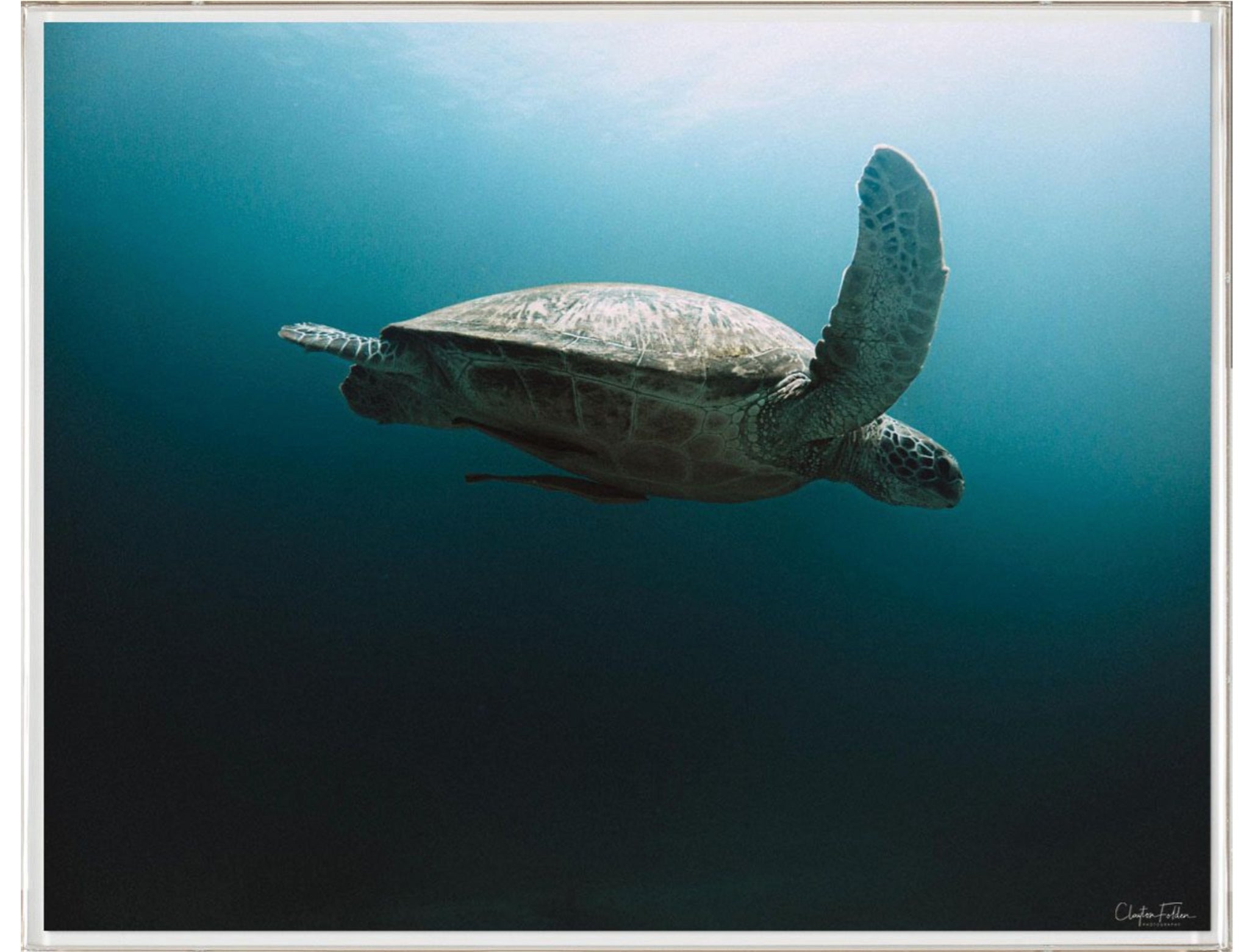 Natural Curiosities Folden Series 2, Ocean No. 1 Art