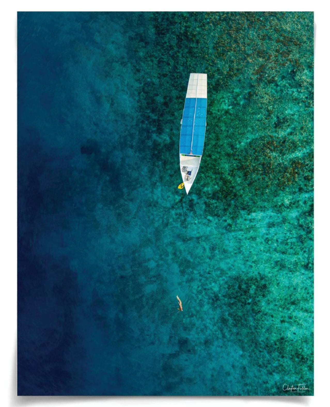 Natural Curiosities Folden Series 2, Ocean No. 12