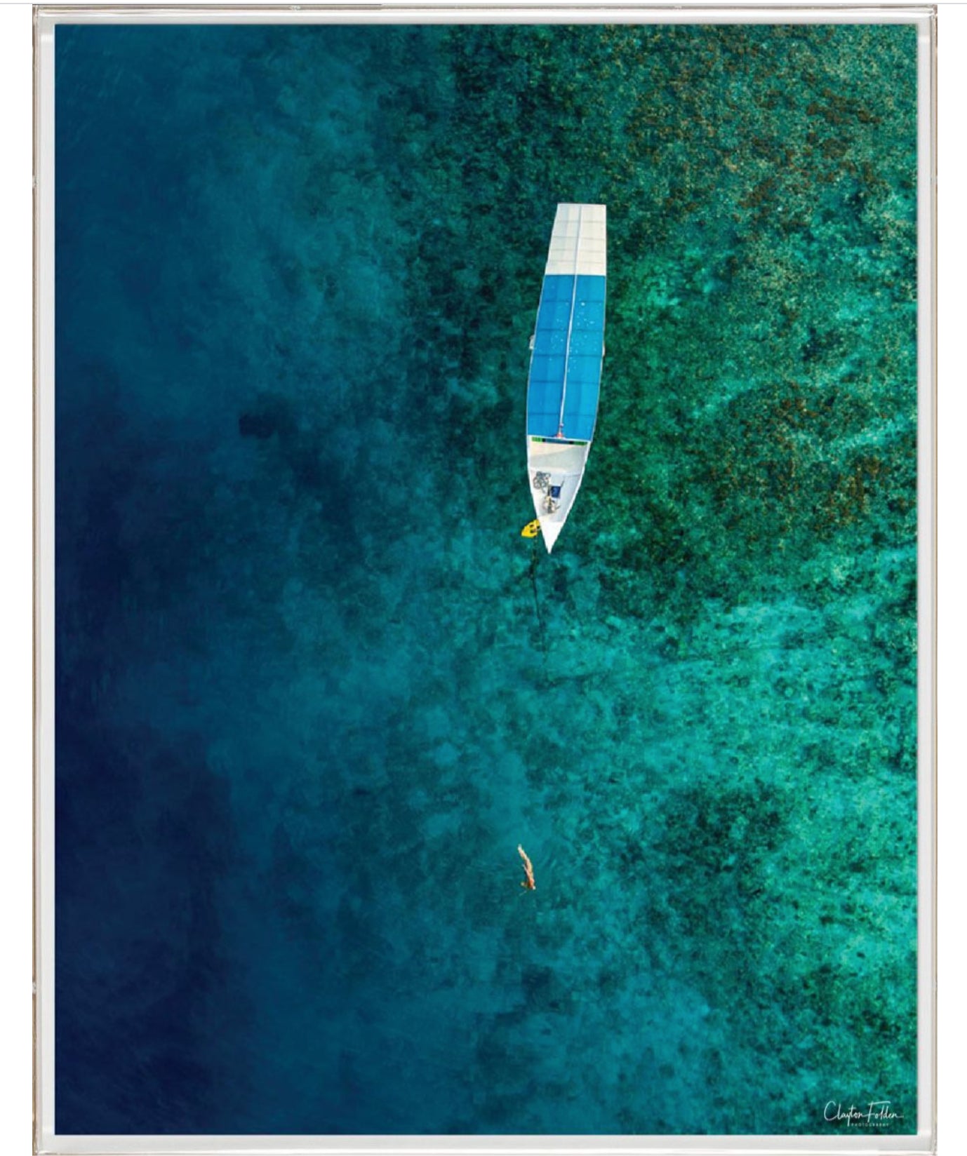 Natural Curiosities Folden Series 2, Ocean No. 12