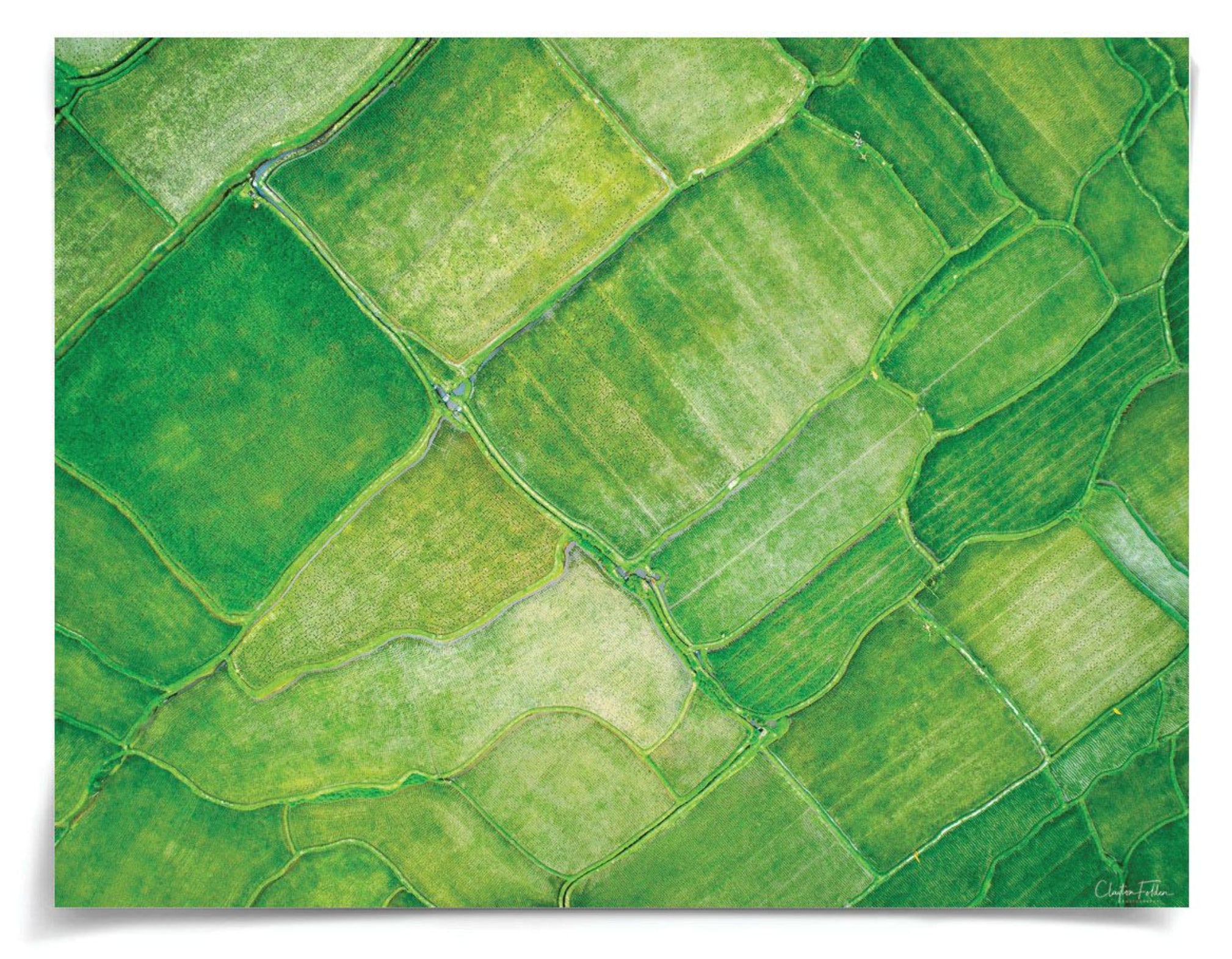 Natural Curiosities Folden Series 2, Field No. 1 Photograph