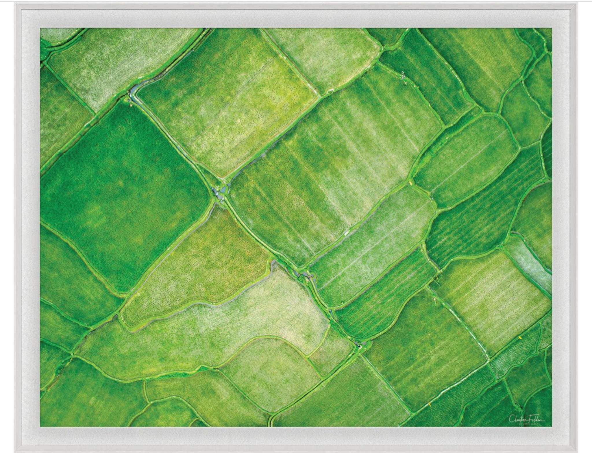 Natural Curiosities Folden Series 2, Field No. 1 Photograph