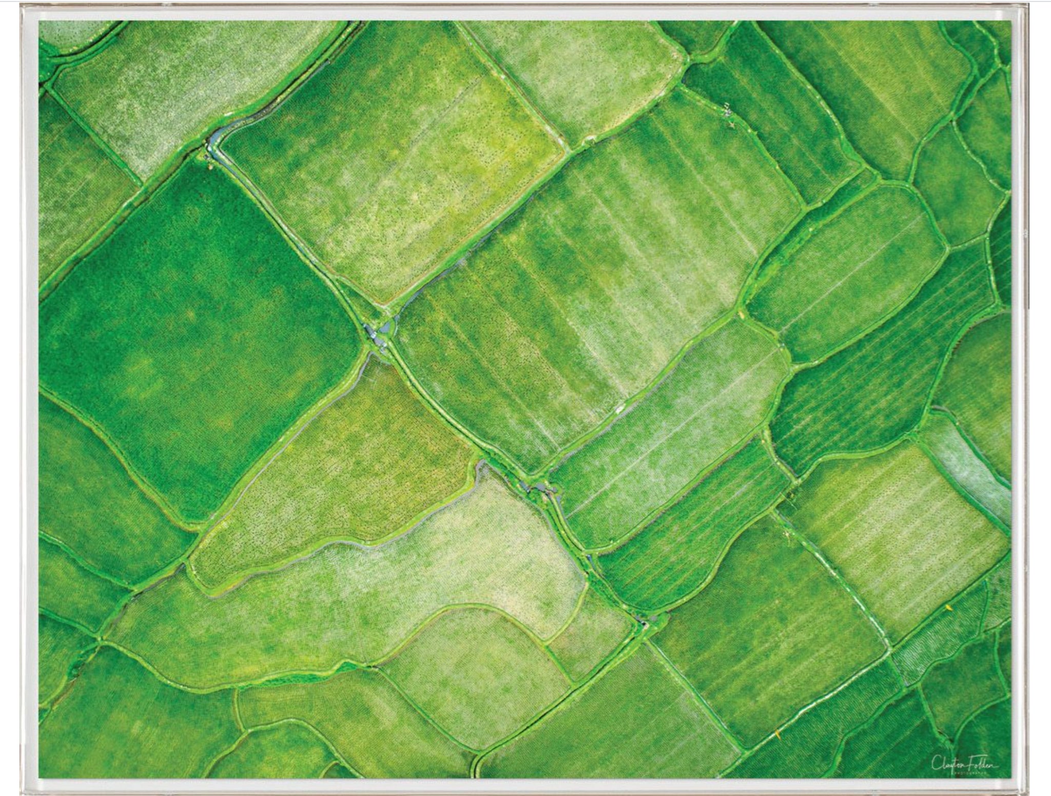 Natural Curiosities Folden Series 2, Field No. 1 Photograph