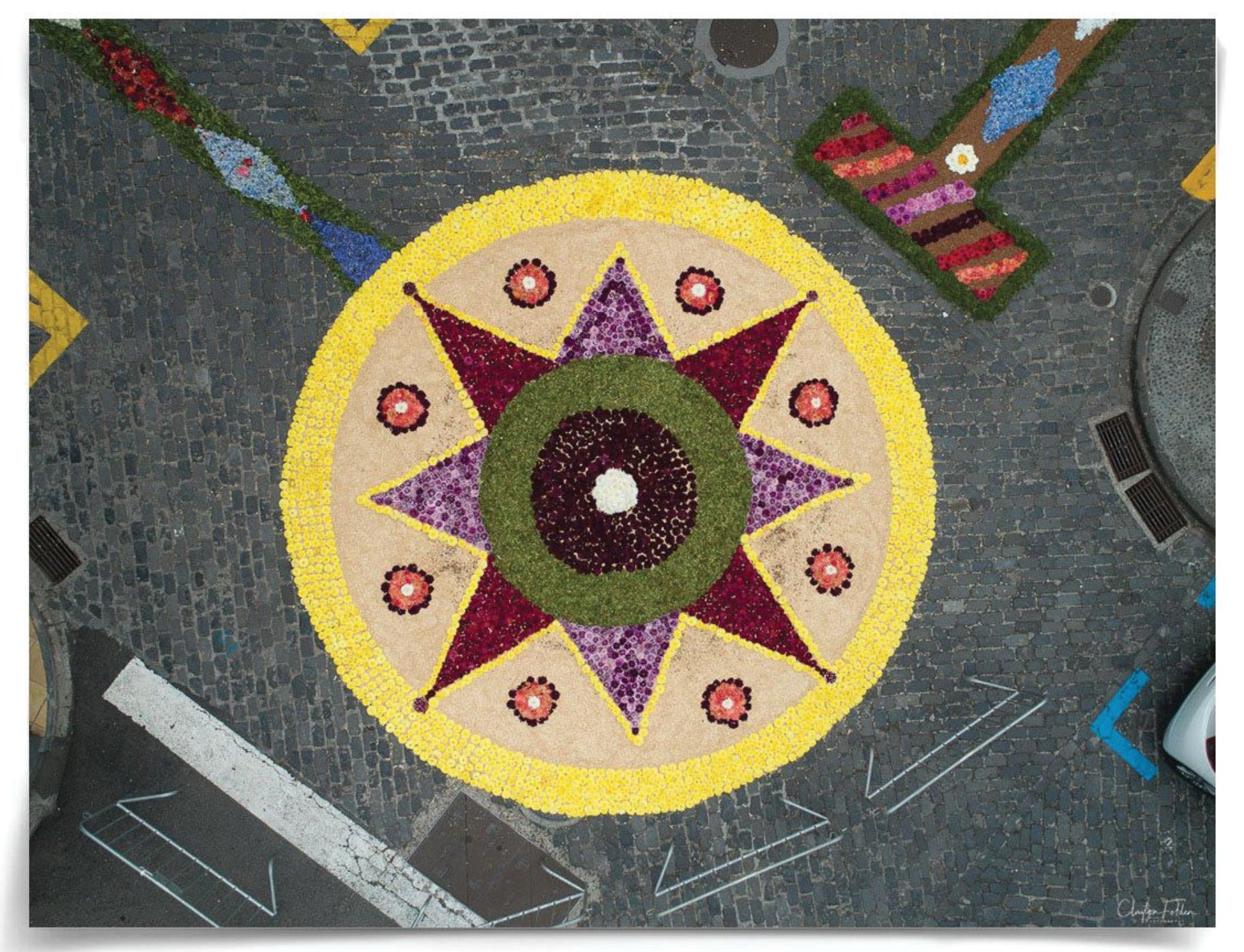 Natural Curiosities Folden Series 2, Aerial Flowers